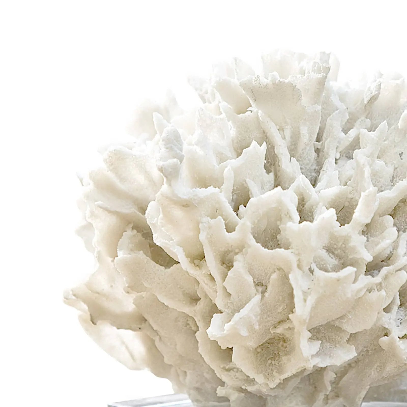 Ribbon Coral – White Resin on Crystal Base Regina Andrew