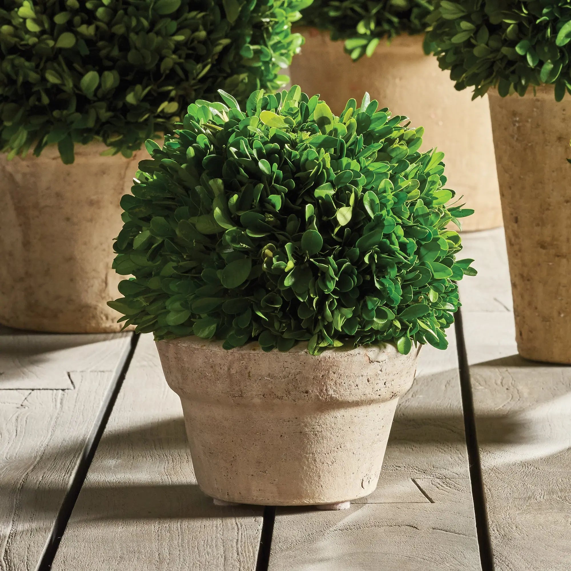 Preserved Boxwood Ball in Terracotta Pot - Medium