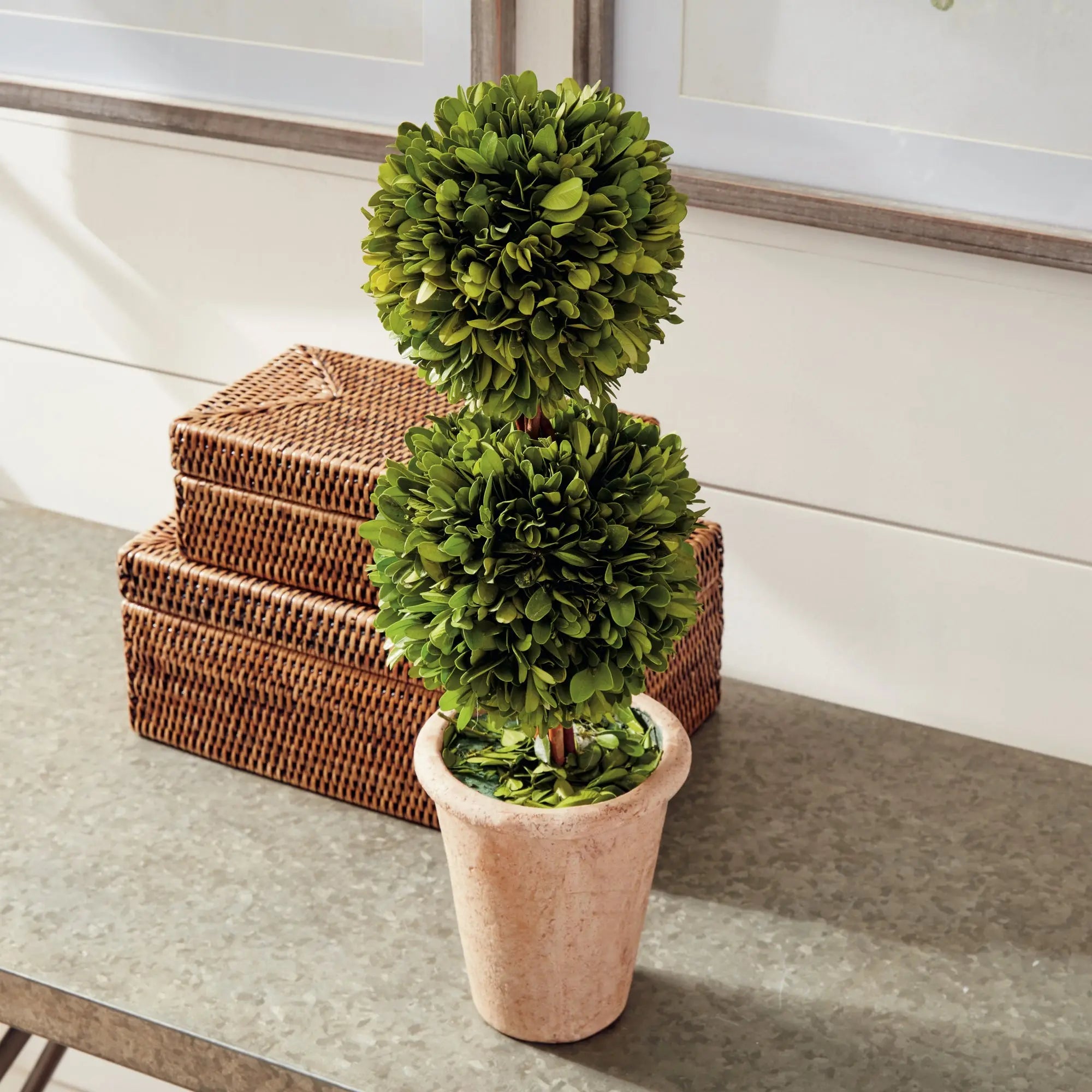20-inch preserved boxwood double sphere topiary in terracotta pot