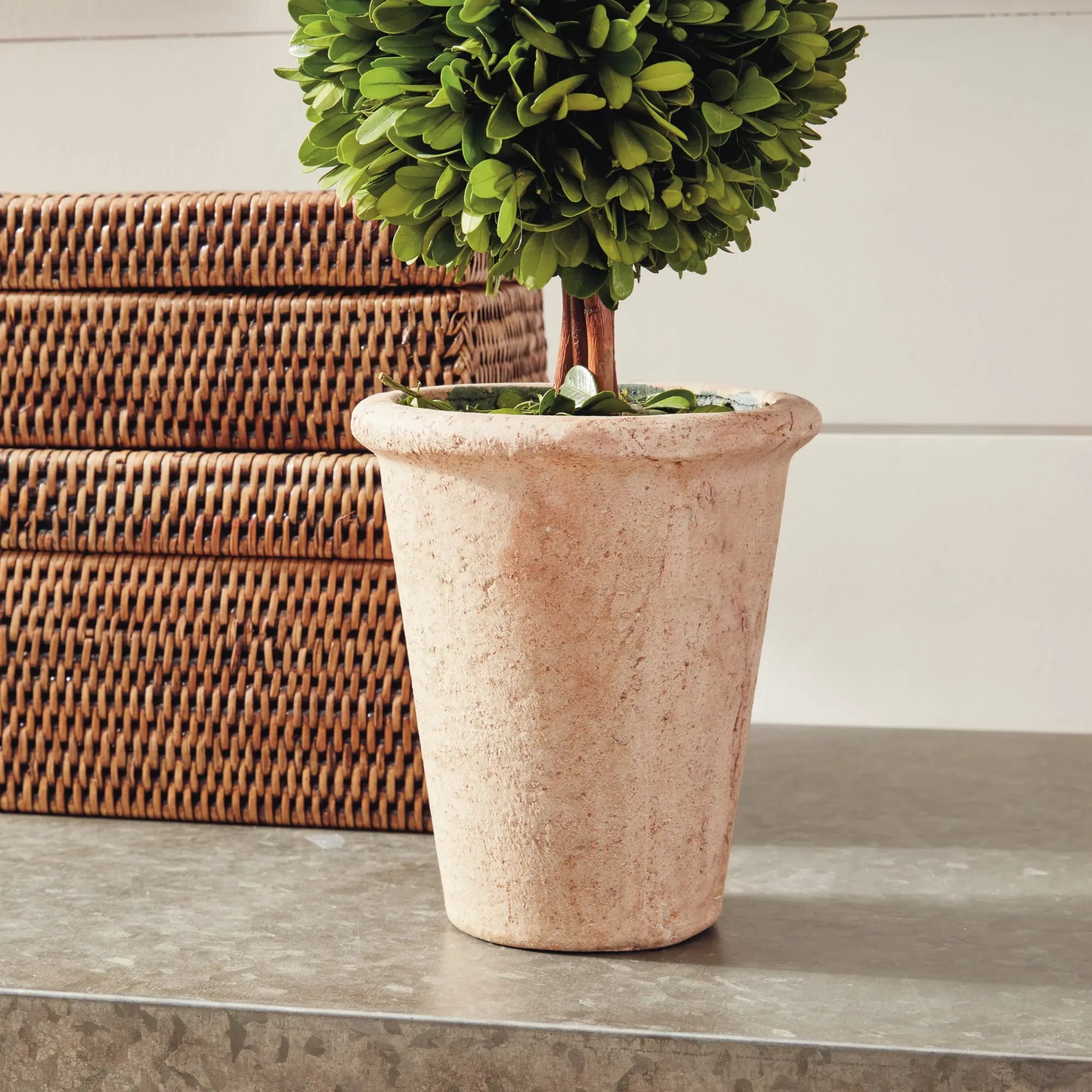 20-inch preserved boxwood double sphere topiary in terracotta pot