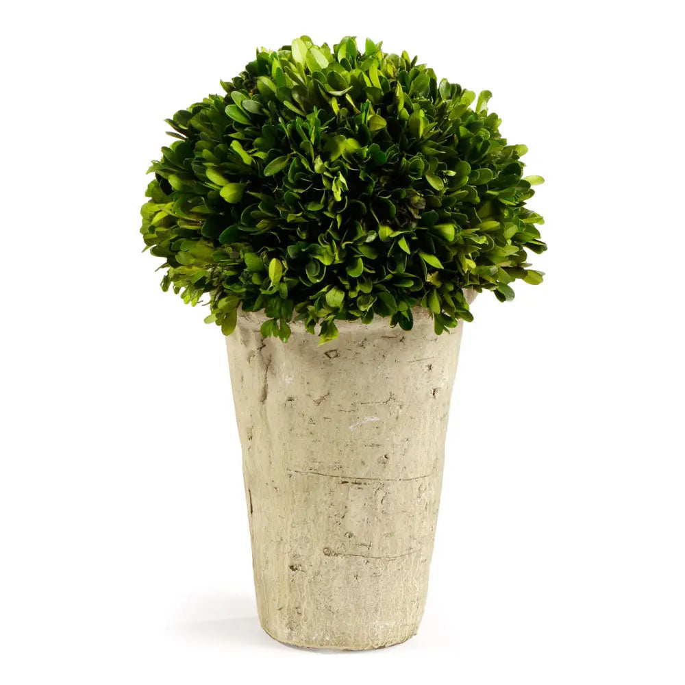 12.25-inch preserved boxwood topiary in terracotta pot