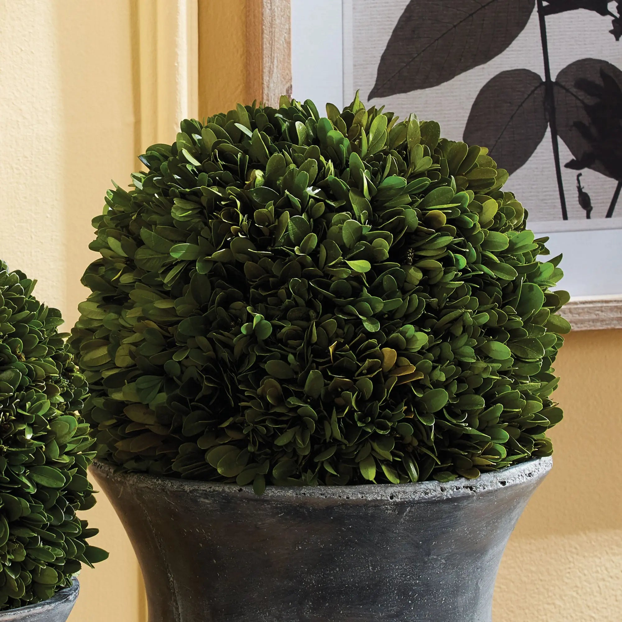Boxwood Ball - 12"