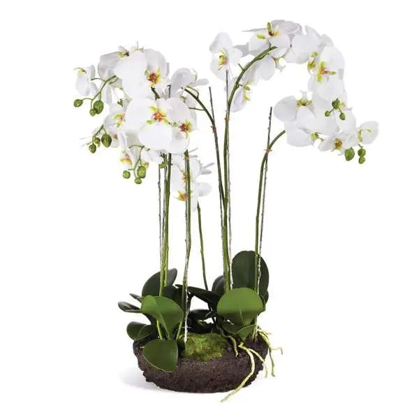 Phalaenopsis Orchid Bowl Drop-In 31.5"