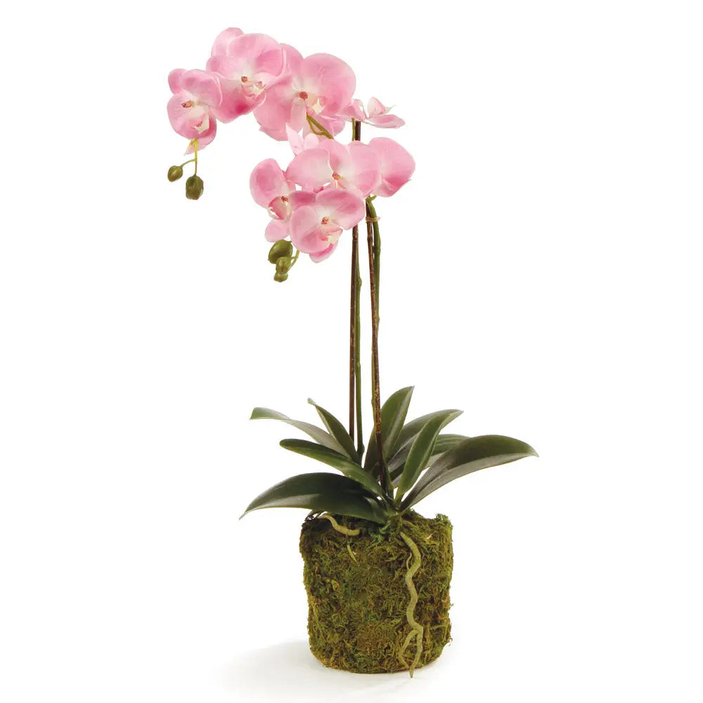 PHALAENOPSIS ORCHID DROP-IN 23" Villa Decor & Design