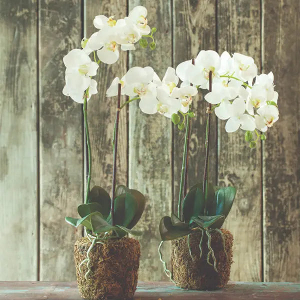 Phalaenopsis DROP-IN 23"