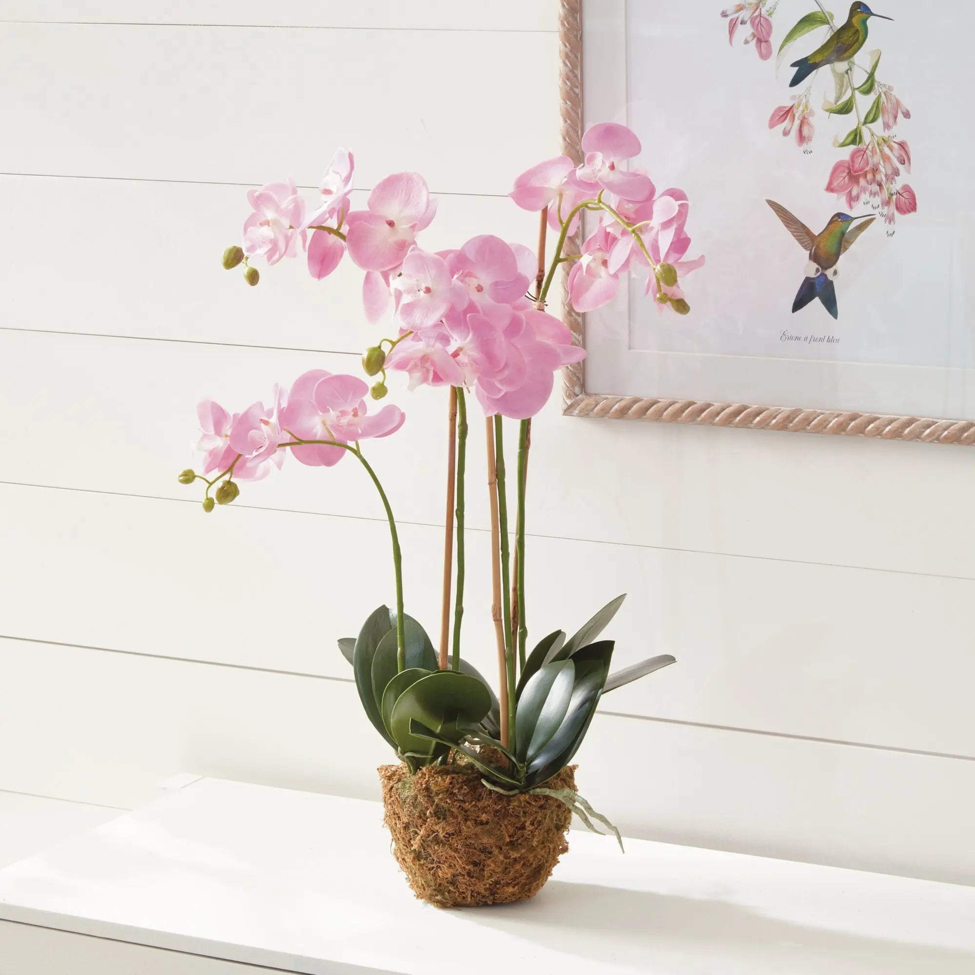 Phalaenopsis Orchid Drop-in 30"