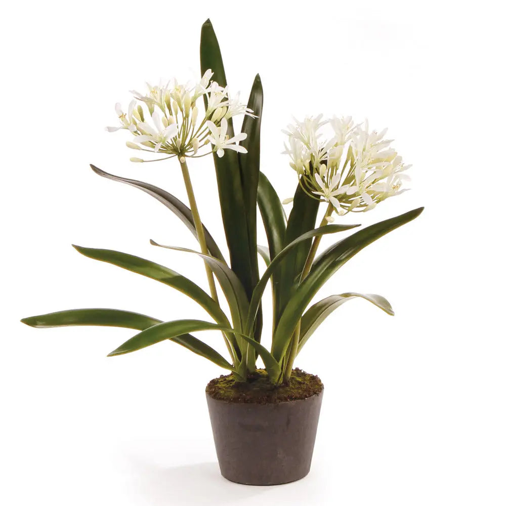 Realistic white Agapanthus faux flower drop-in with root ball, 23 inches tall