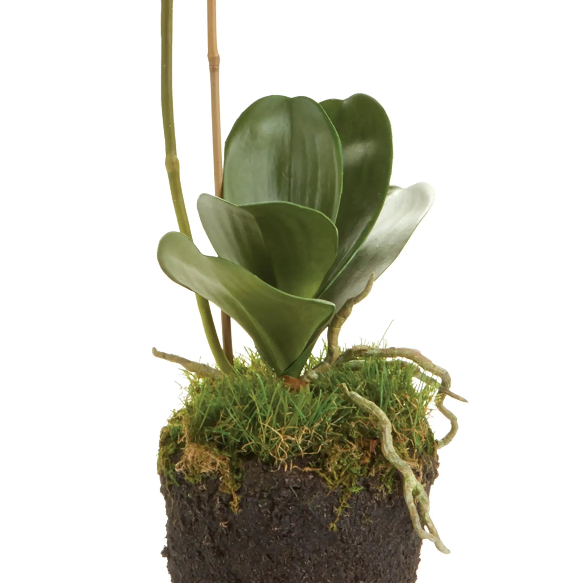 Realistic 26-inch white Phalaenopsis orchid drop-in with root ball for indoor décor