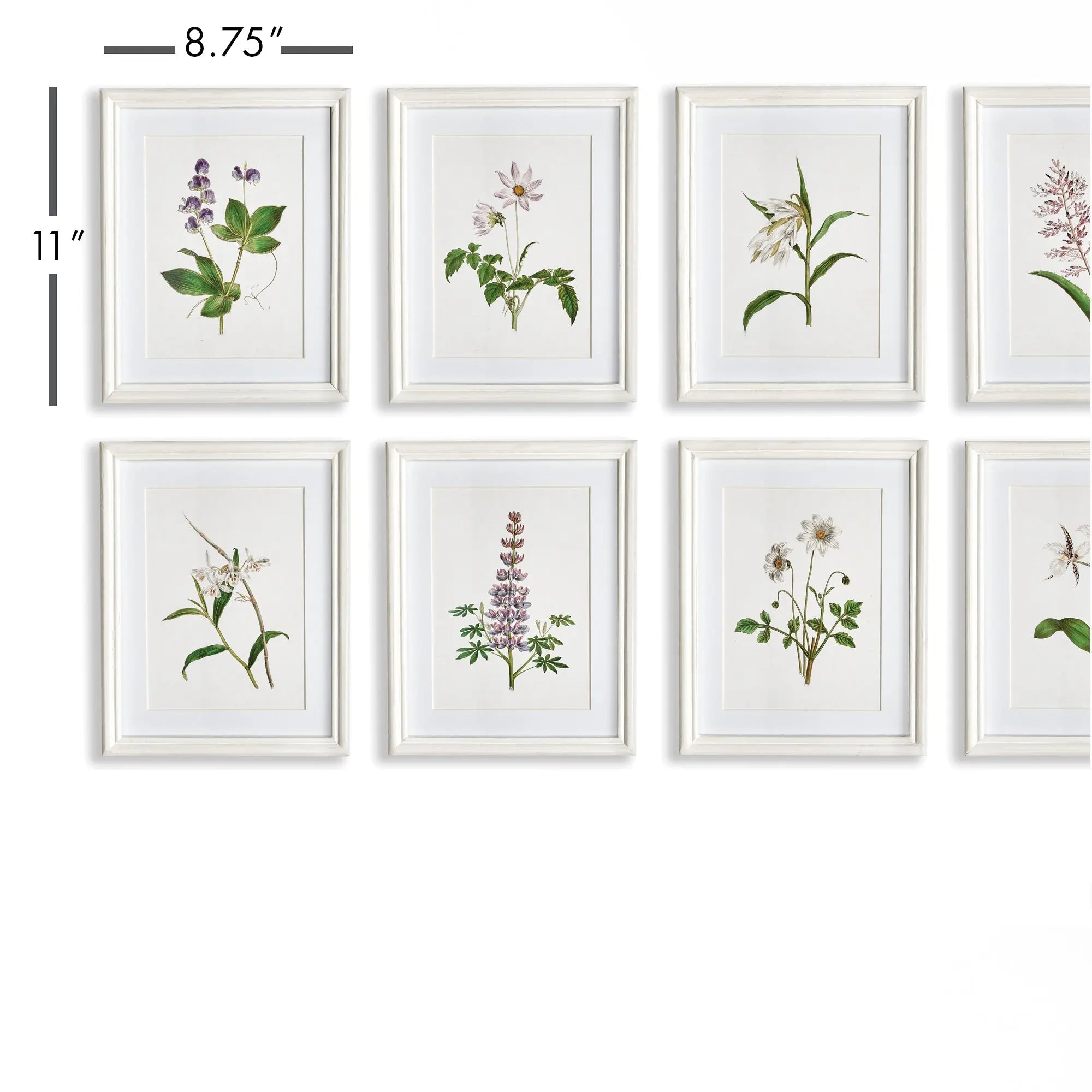 Set of 8 framed lavender botanical prints