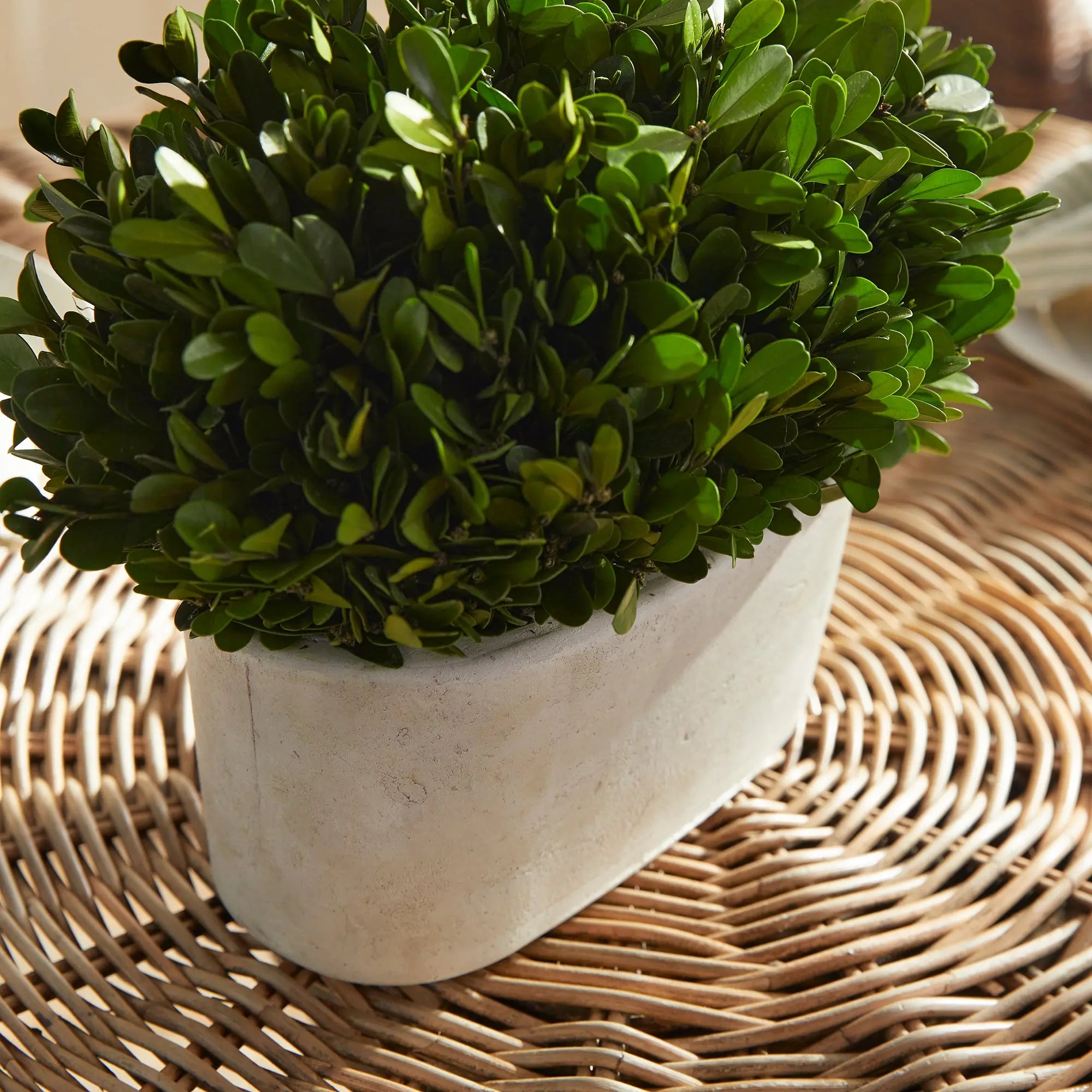 Boxwood Bush in Oval Pot