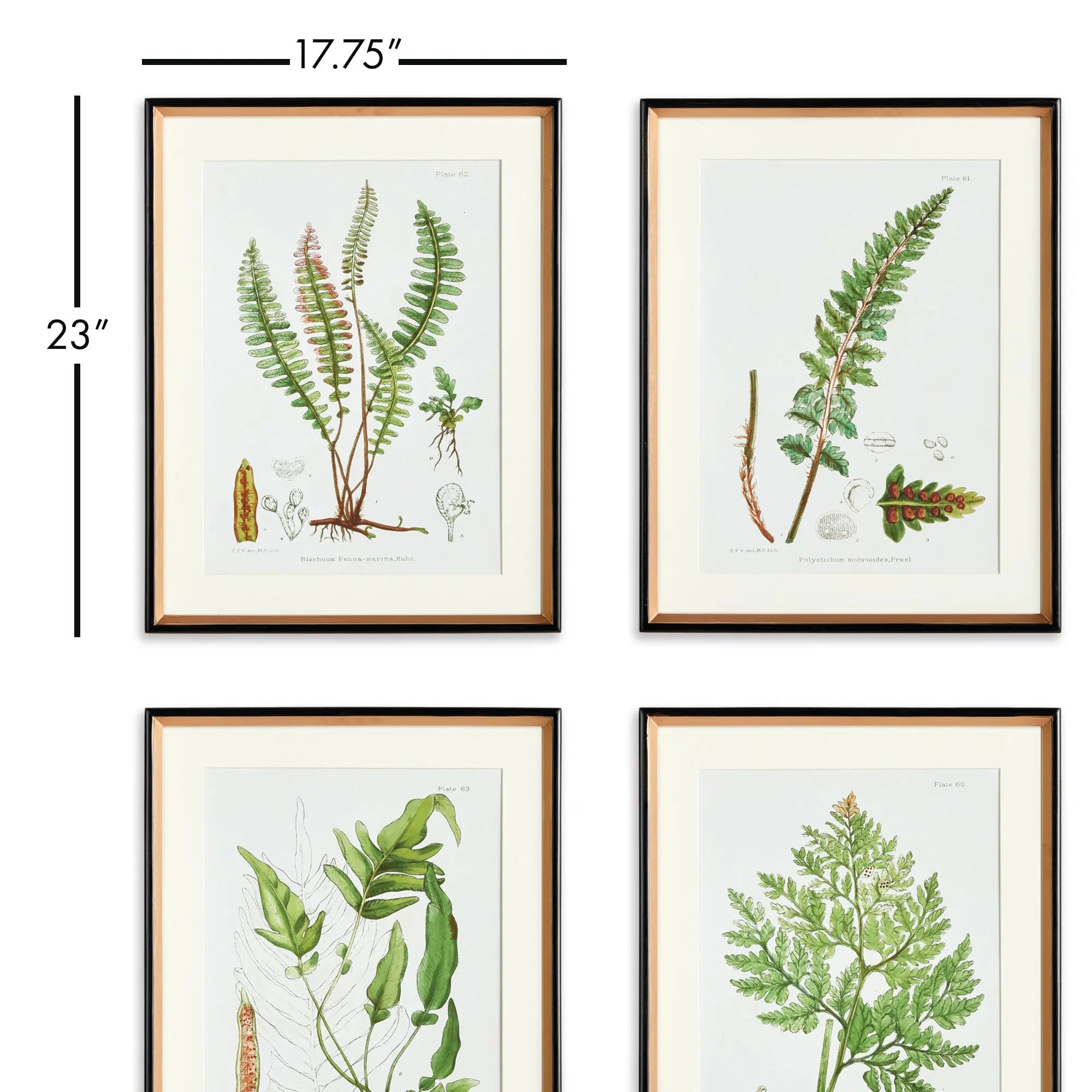 STRUCTURAL FERN STUDY, SET OF 4 Villa Decor & Design