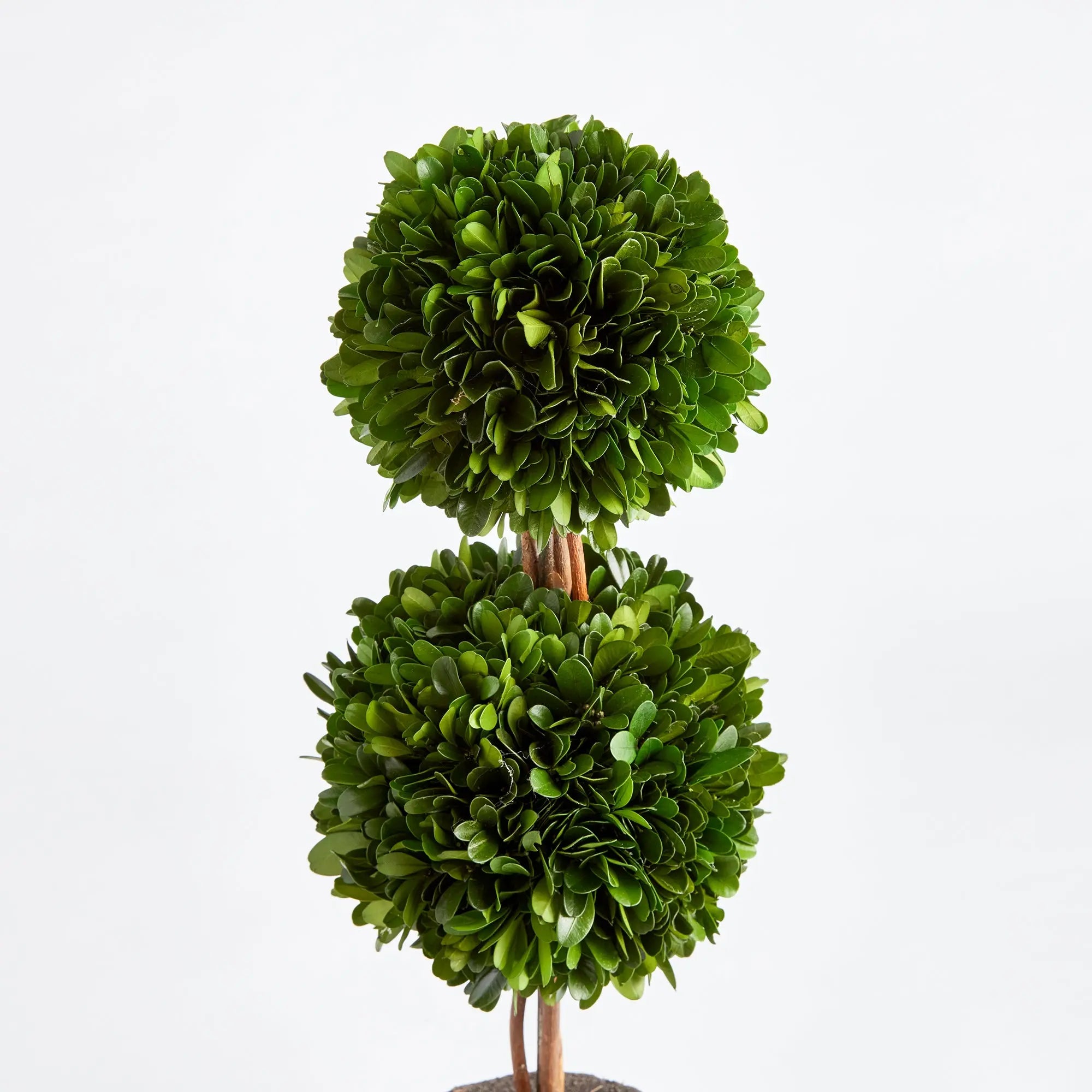 Boxwood Double Sphere Topiary DROP-IN 20" - Villa Decor & Design