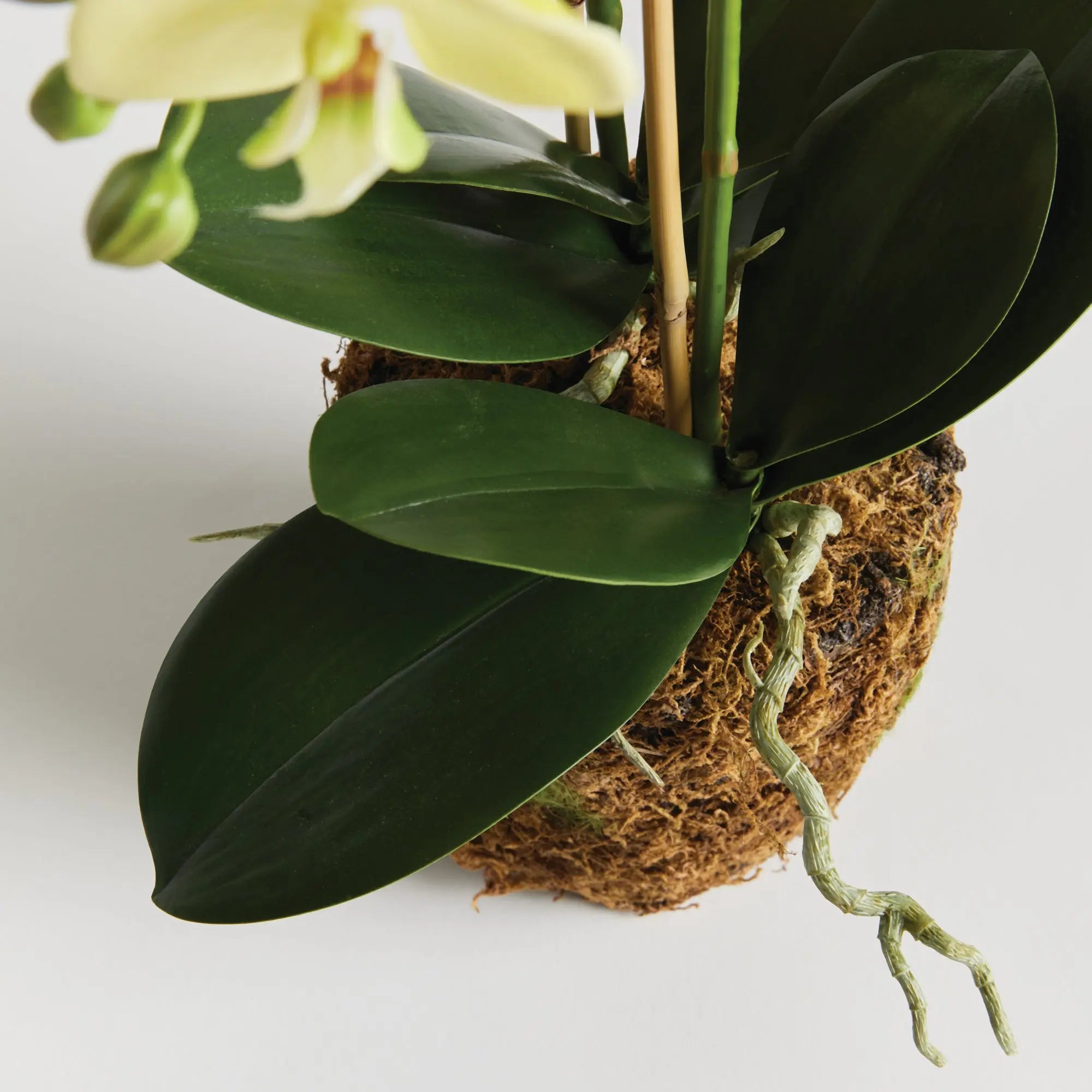 PHALAENOPSIS ORCHID DROP-IN 23" Villa Decor & Design