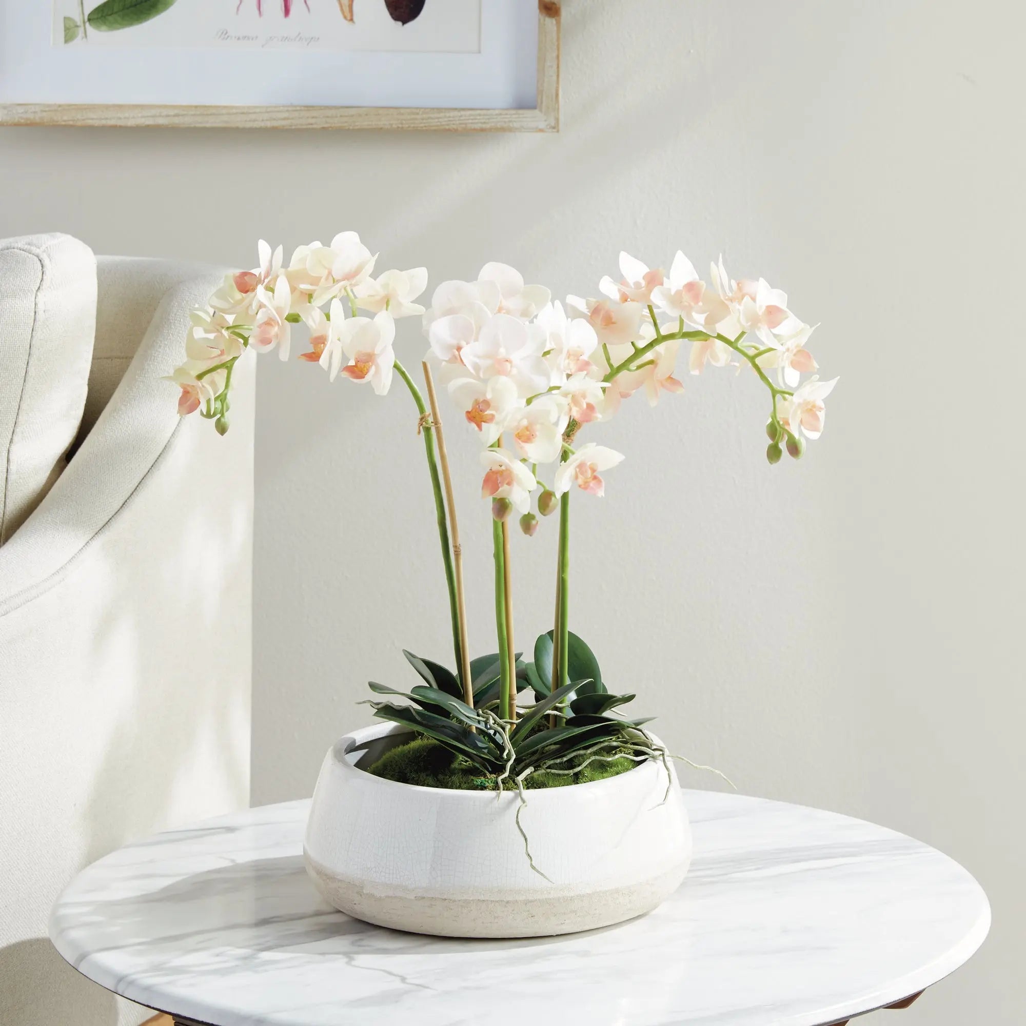 Phalaenopsis 16" MINI GARDEN DROP-IN