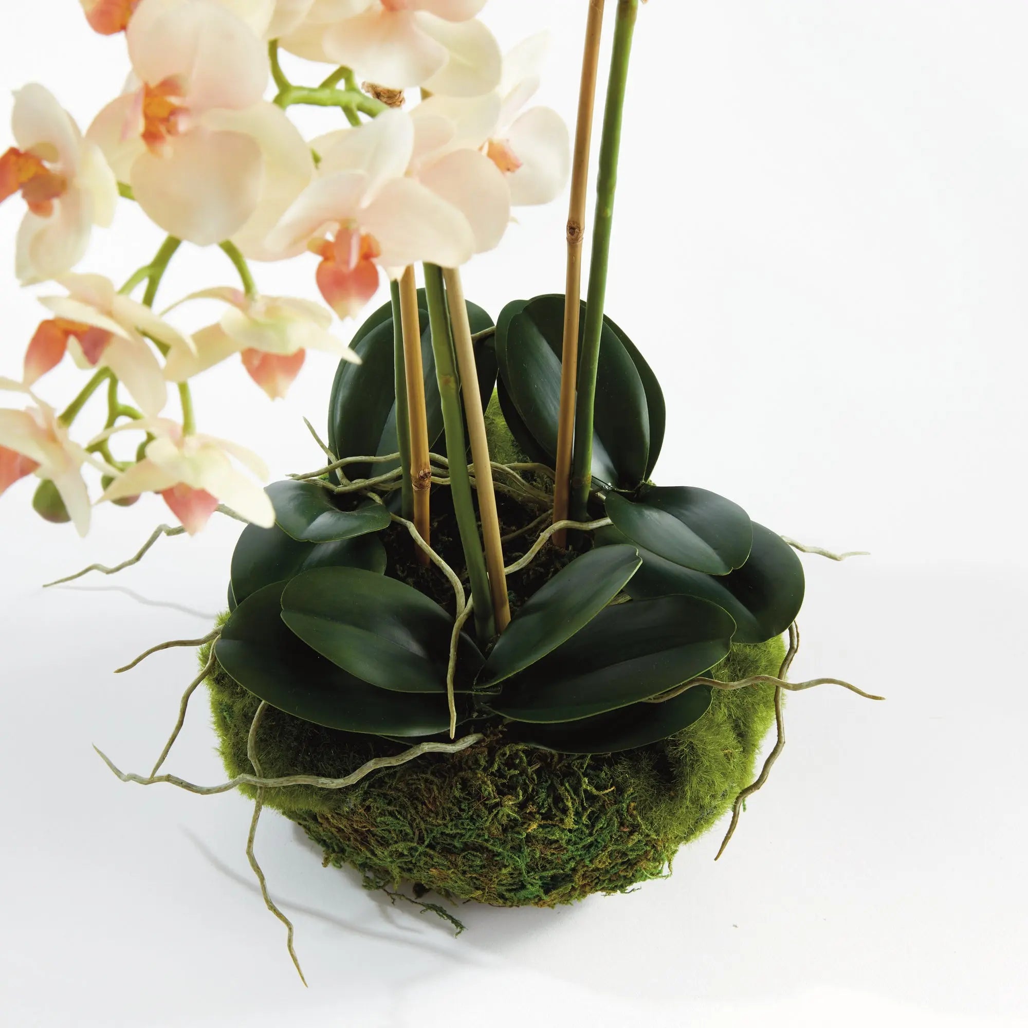 Phalaenopsis 16" MINI GARDEN DROP-IN