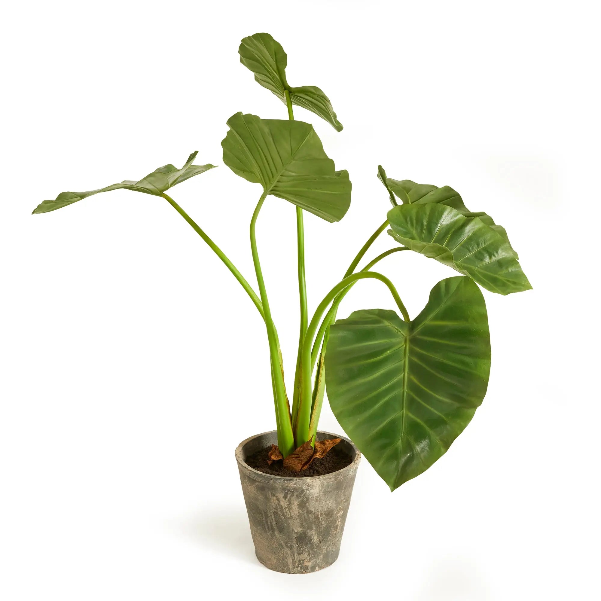 Alocasia Potted 42" - Realistic Faux Tropical Elephant Ear Plant - Villa Decor & Design