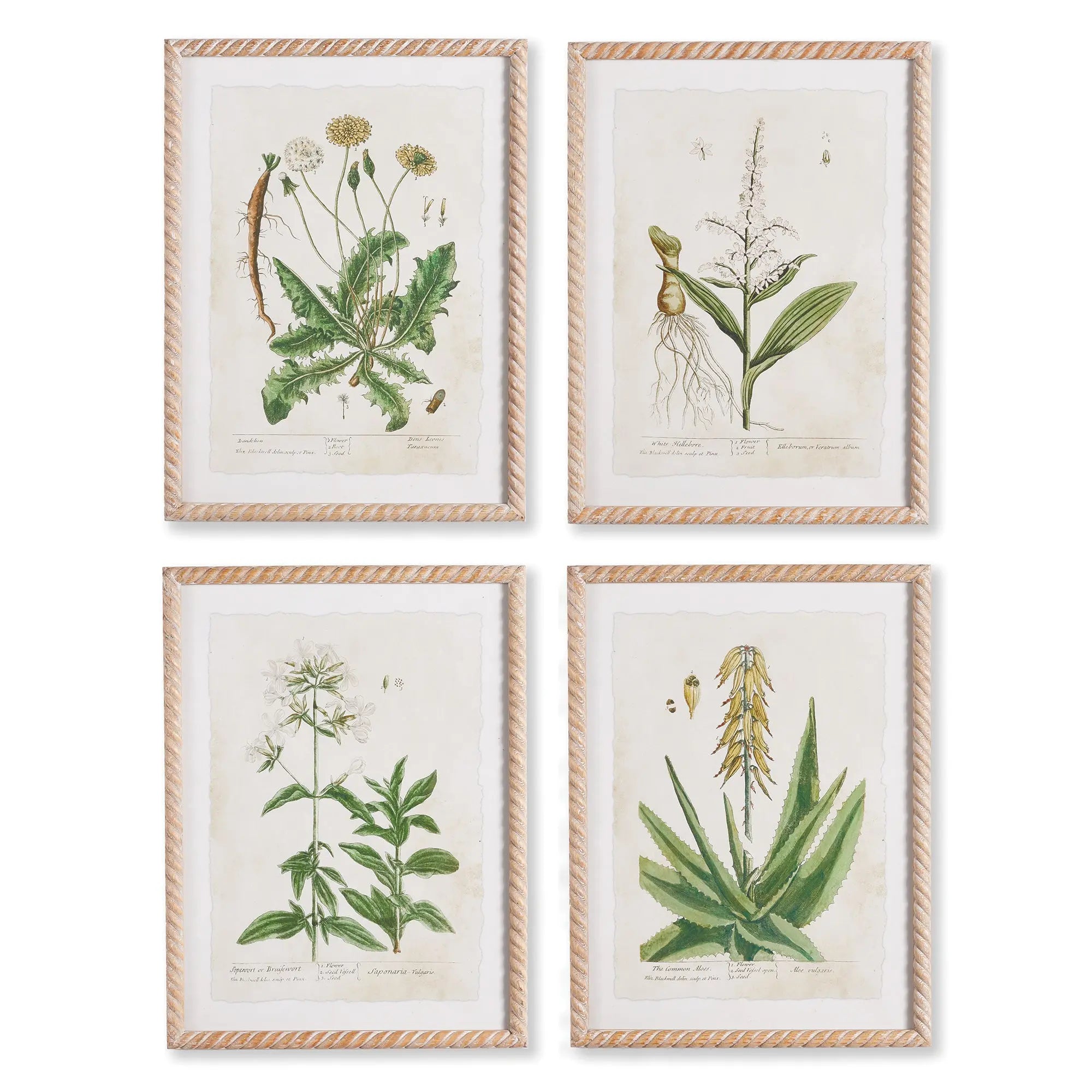 VINTAGE BOTANICAL STUDY, SET OF 4 Villa Decor & Design