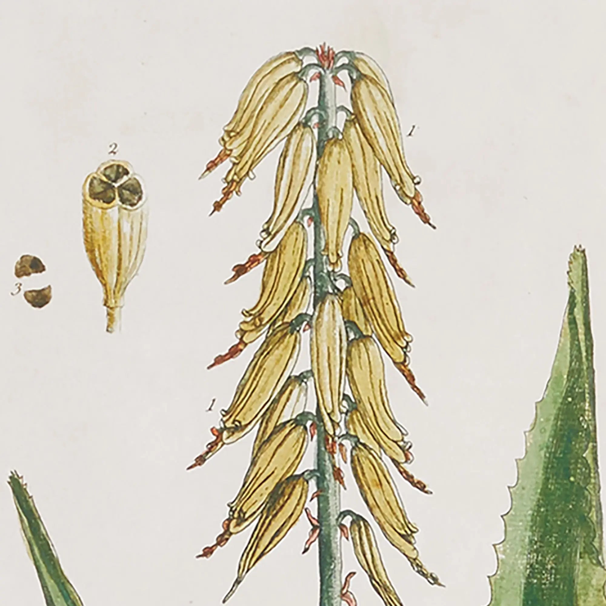 VINTAGE BOTANICAL STUDY, SET OF 4 Villa Decor & Design