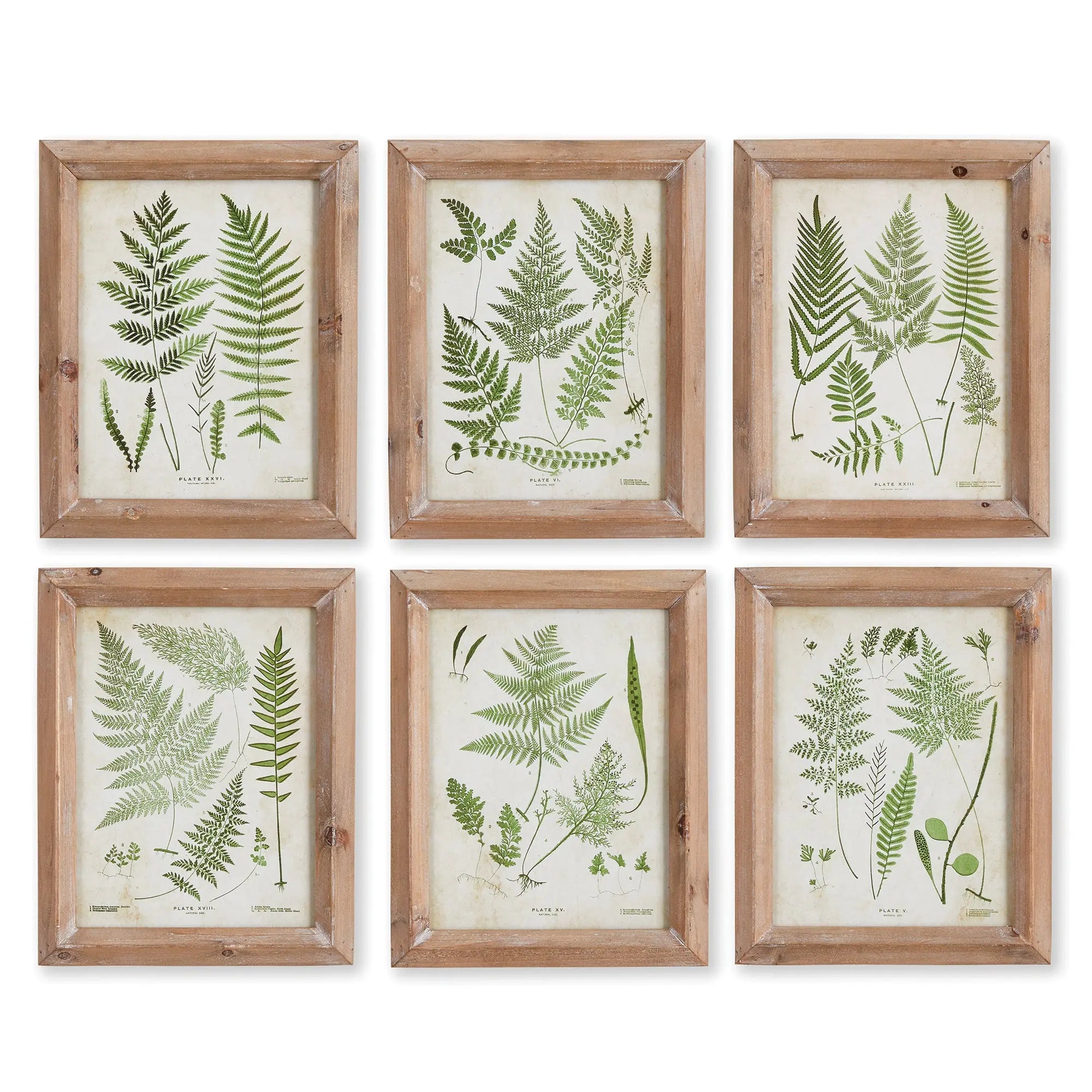 ASSORTED FROND STUDY PETITE, SET OF 6 Villa Decor & Design