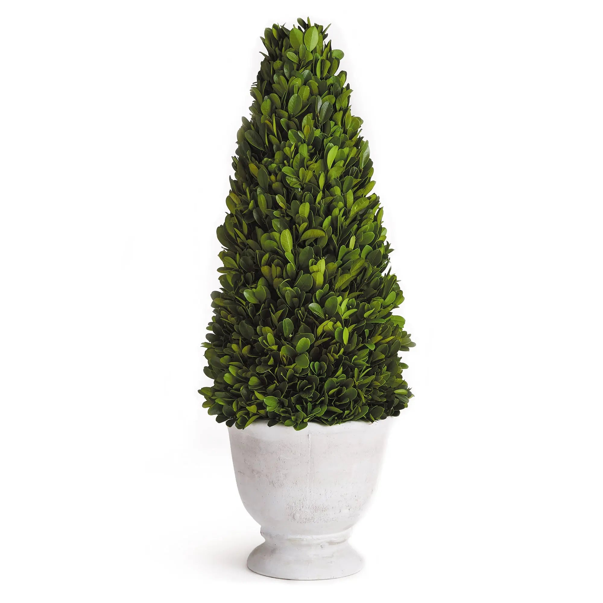 Preserved boxwood cone topiary in white ceramic pot, 19.5 inches tall, classic greenery home decor