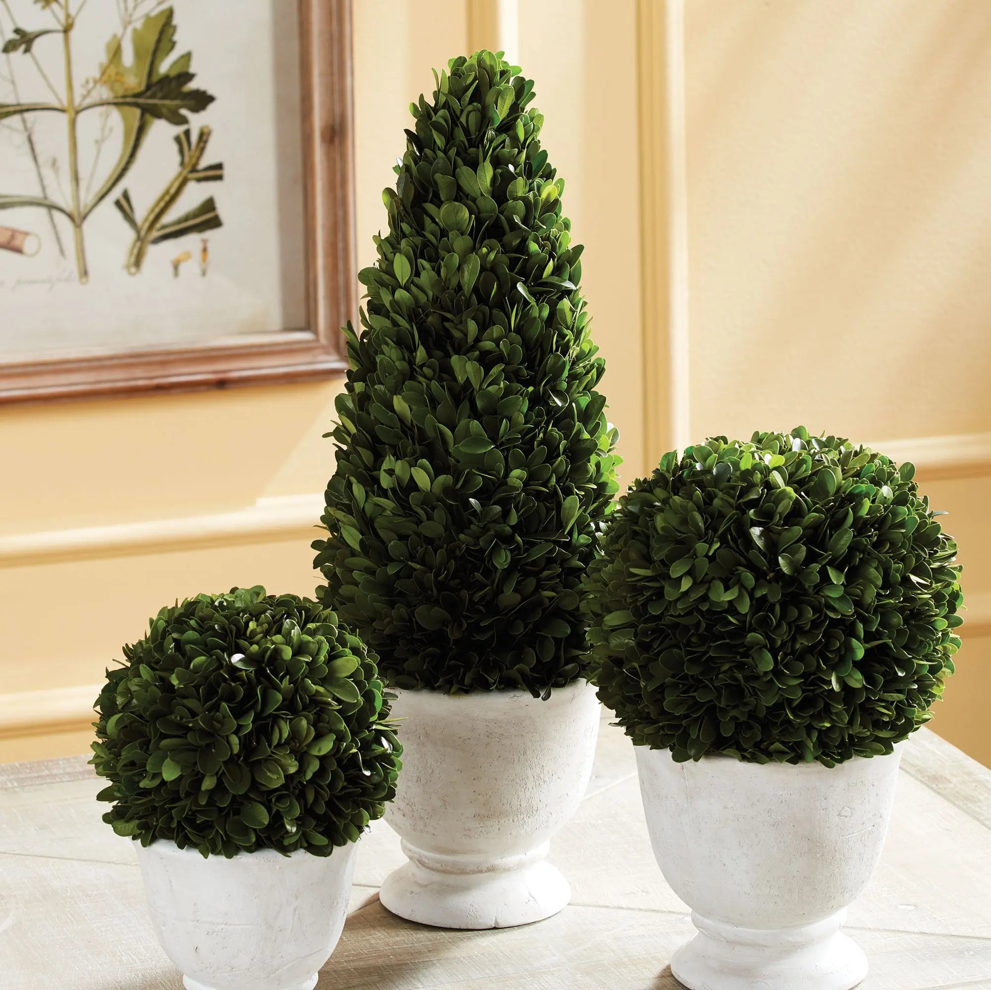 Preserved boxwood cone topiary in white ceramic pot, 19.5 inches tall, classic greenery home decor
