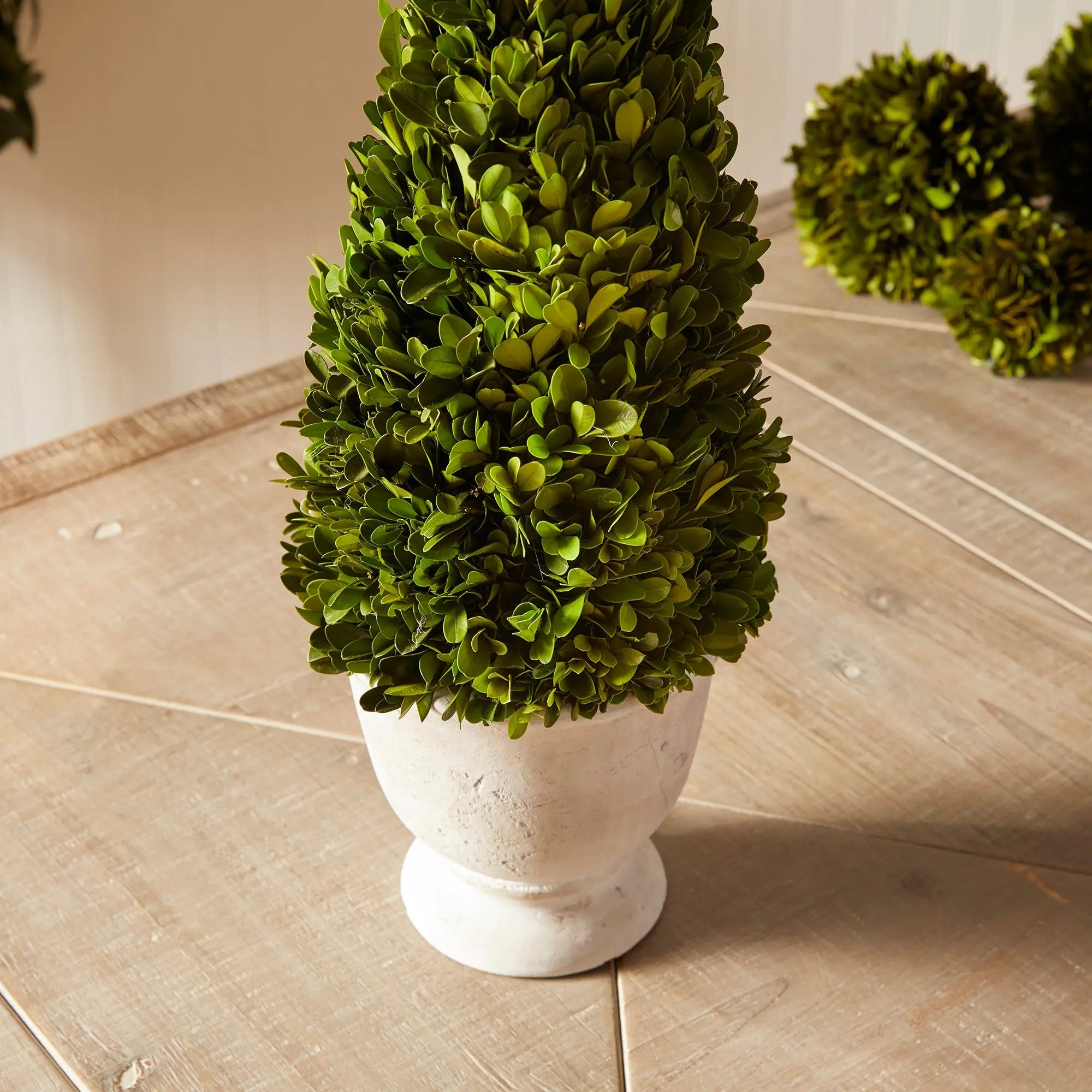 Preserved boxwood cone topiary in white ceramic pot, 19.5 inches tall, classic greenery home decor