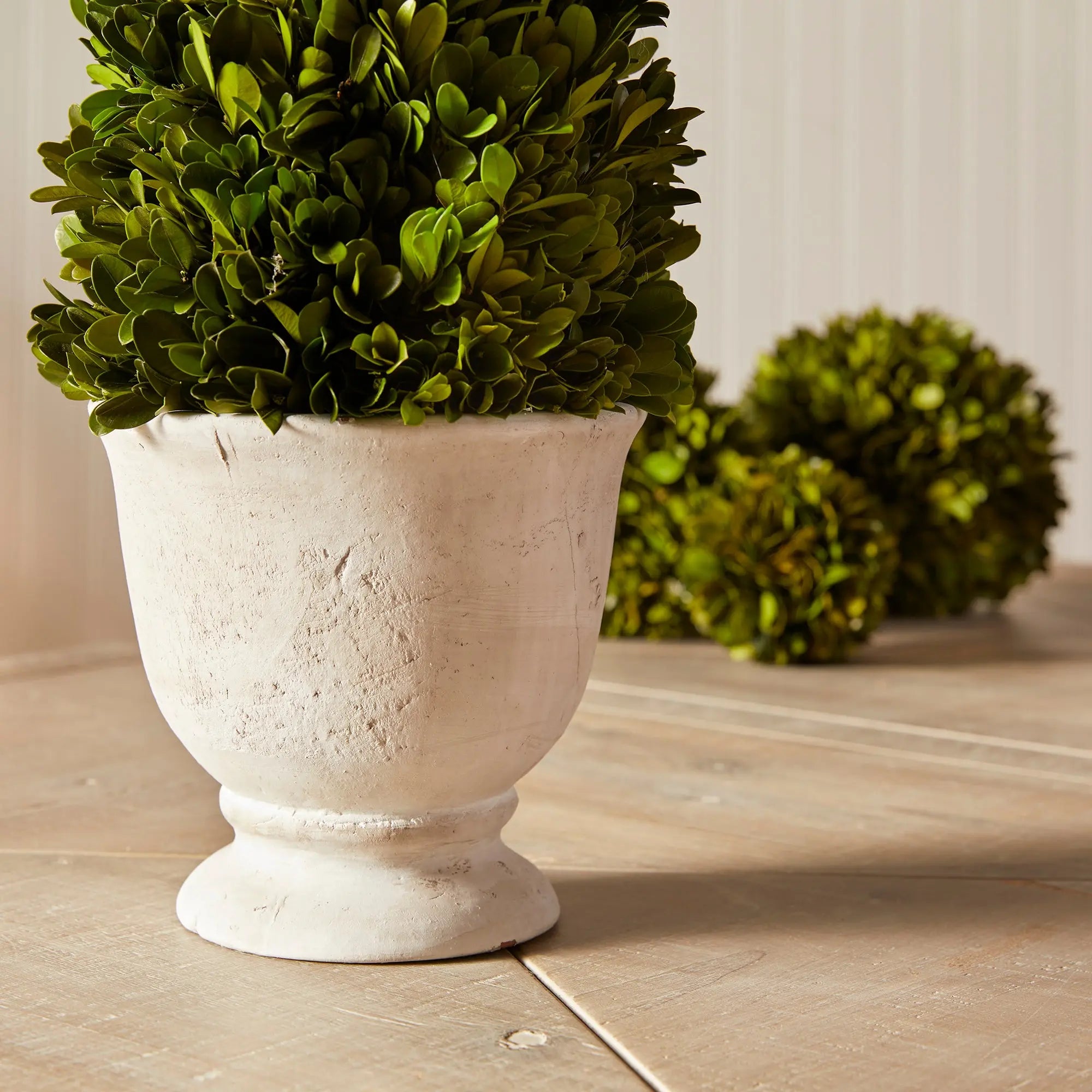 Preserved boxwood cone topiary in white ceramic pot, 19.5 inches tall, classic greenery home decor