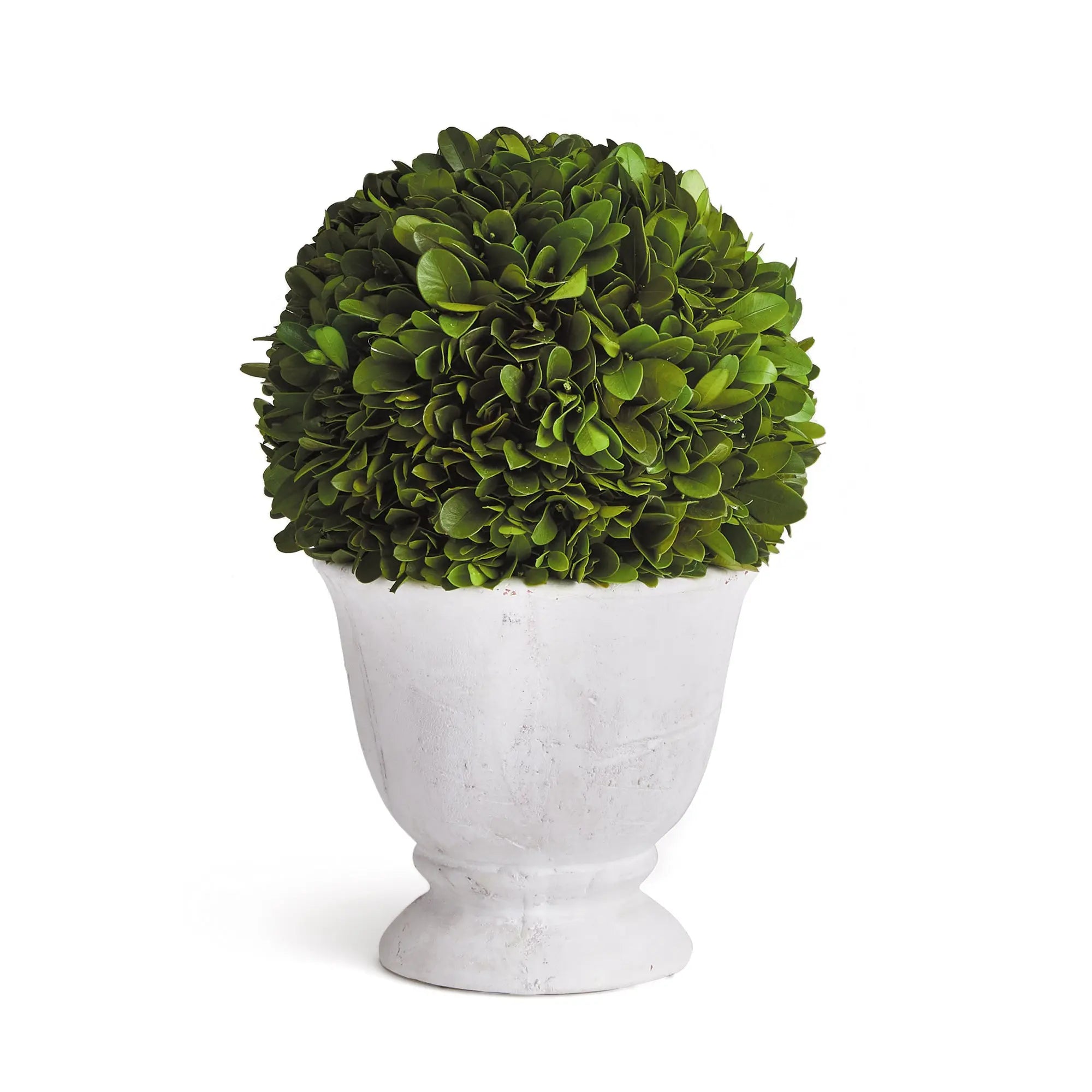 Boxwood Ball Topiary in Pot - SMALL