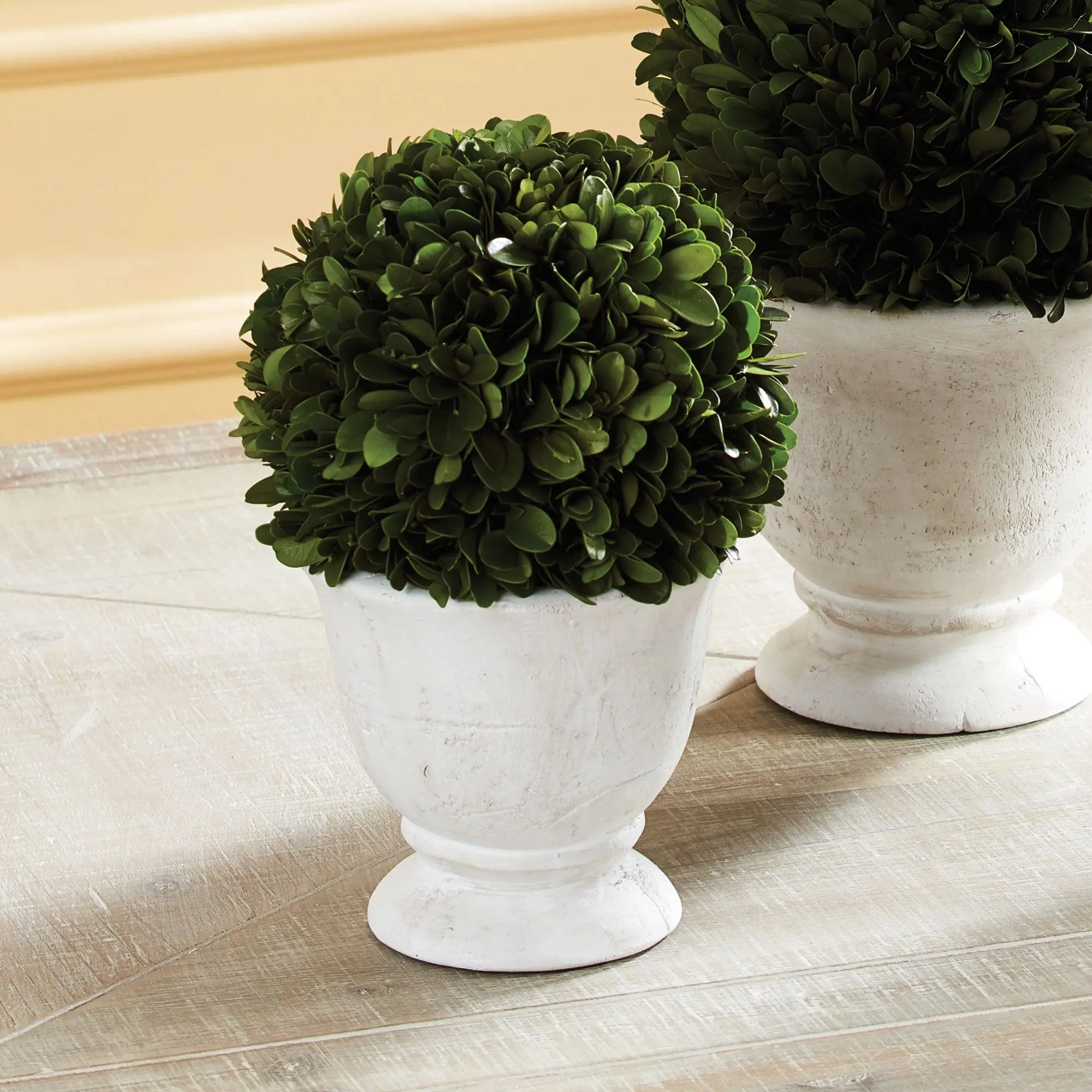 Boxwood Ball Topiary in Pot - SMALL