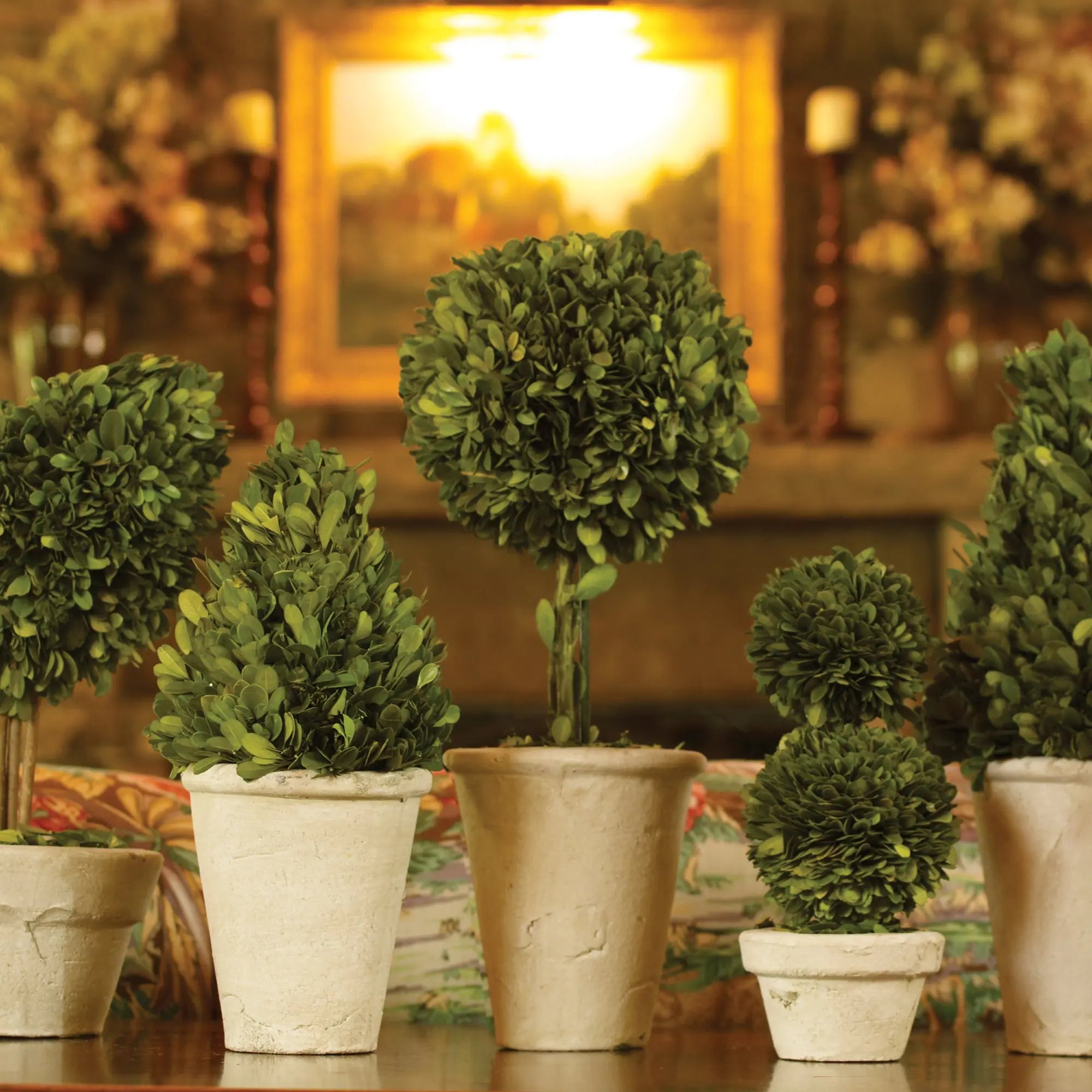 BOXWOOD TOPIARIES IN POTS, SET OF 8 Villa Decor & Design