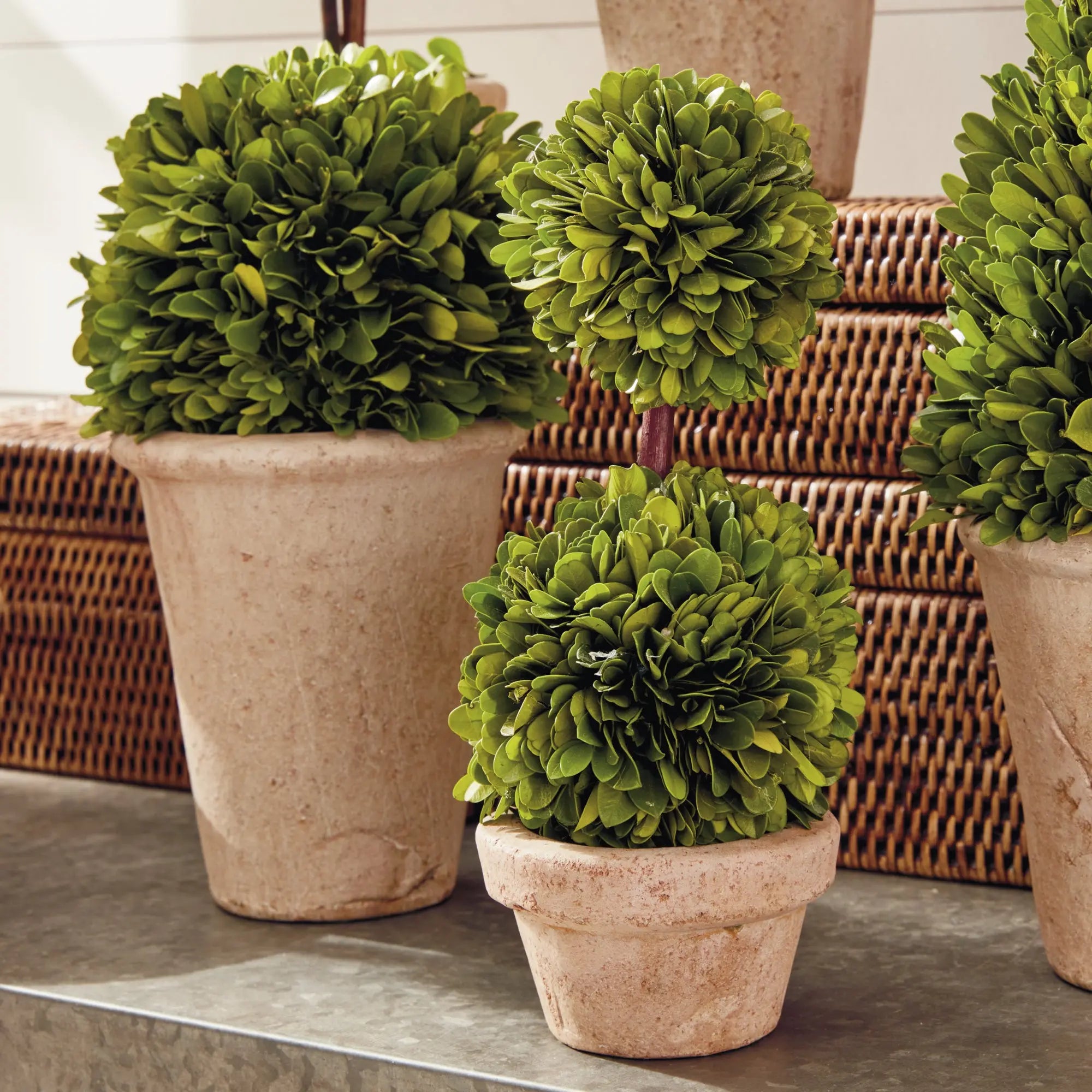BOXWOOD TOPIARIES IN POTS, SET OF 8 Villa Decor & Design