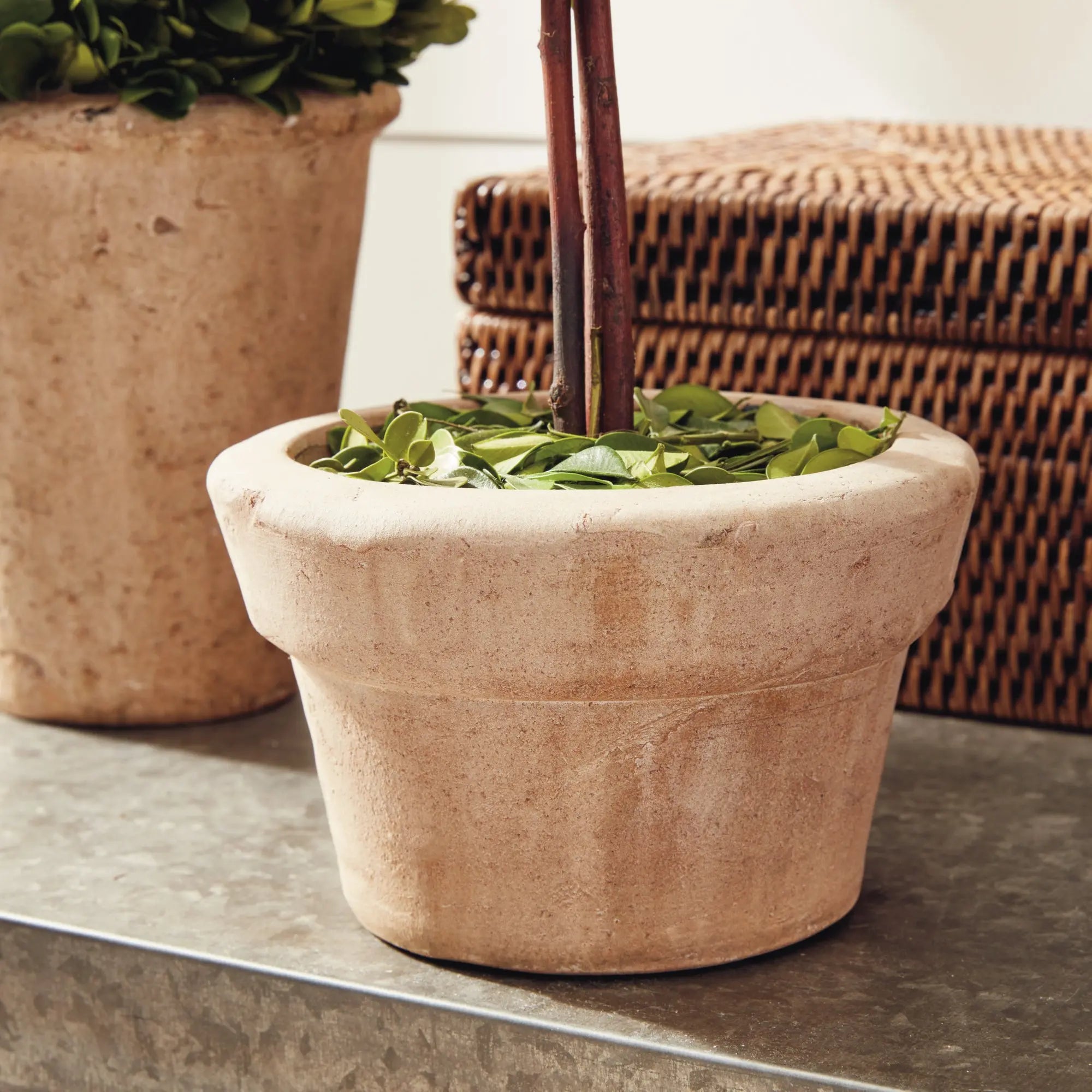 BOXWOOD TOPIARIES IN POTS, SET OF 8 Villa Decor & Design