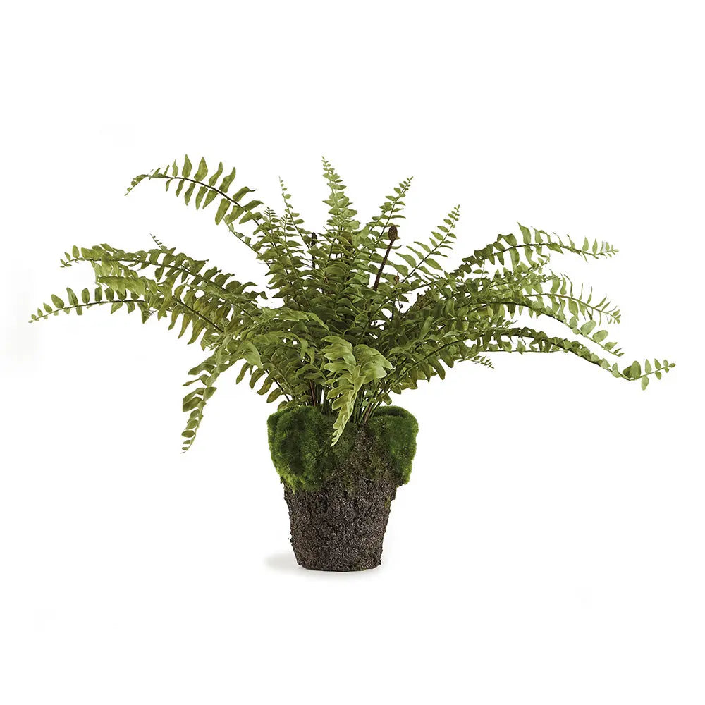BOSTON FERN DROP-IN 16" Villa Decor & Design