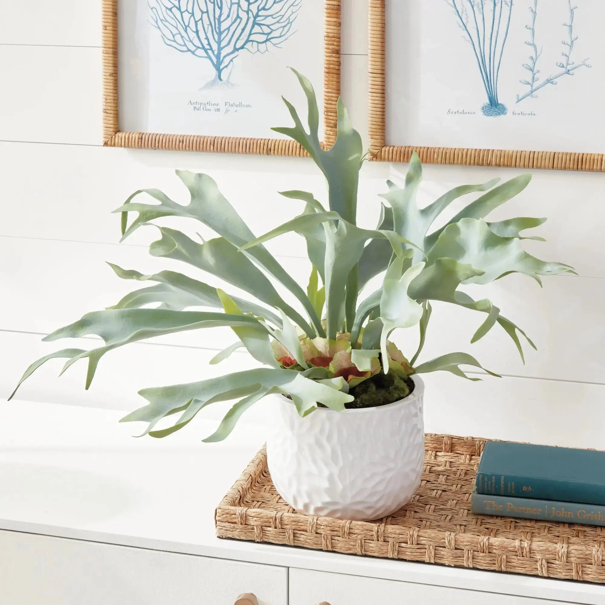 STAGHORN FERN DROP-IN 21" Villa Decor & Design