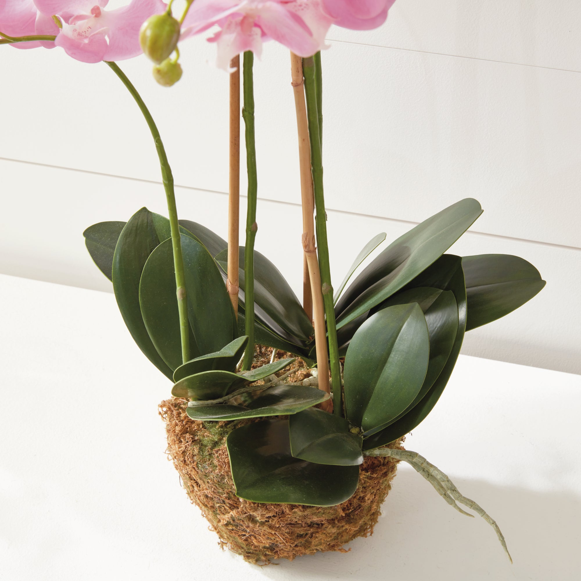 Phalaenopsis Orchid Drop-in 30"