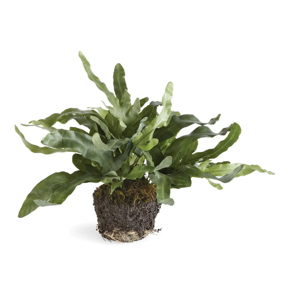 Echeveria Fern Drop-In - Realistic 11.5" or 13.5" Faux Fern - Villa Decor & Design