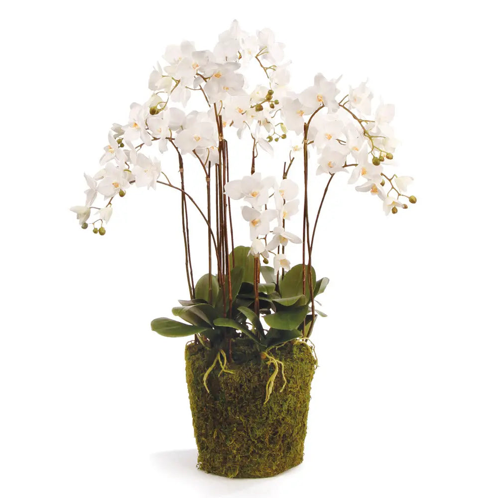 PHALAENOPSIS ORCHID DROP-IN 36" Villa Decor & Design
