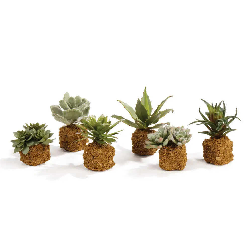 SUCCULENT DROP INS 5.5", SET OF 6 Villa Decor & Design