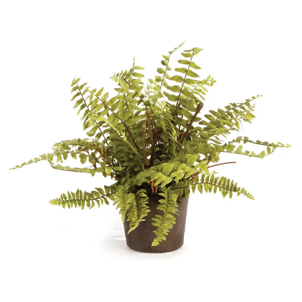 BOSTON FERN DROP-IN 12" Villa Decor & Design