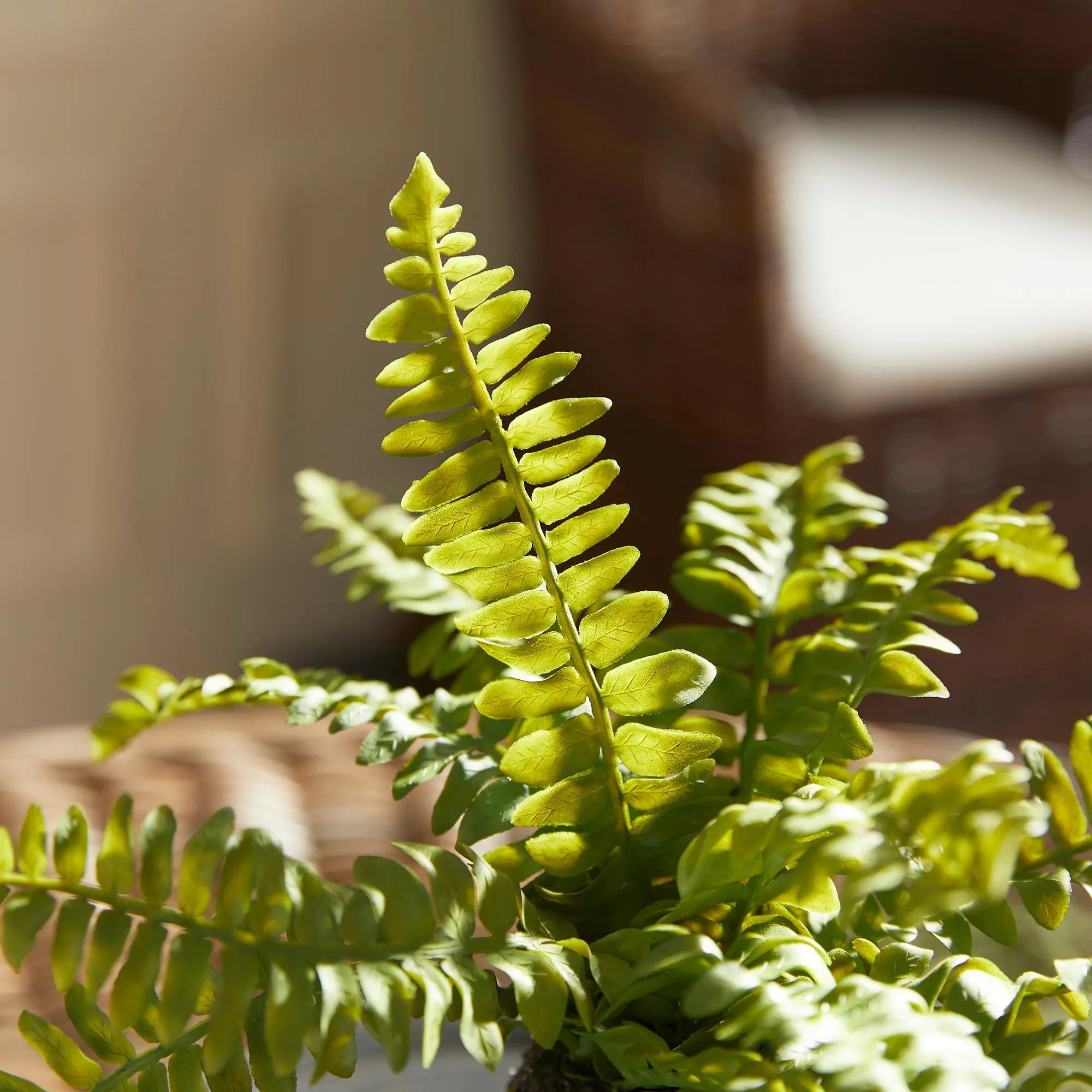 BOSTON FERN DROP-INS, SET OF 3 Villa Decor & Design