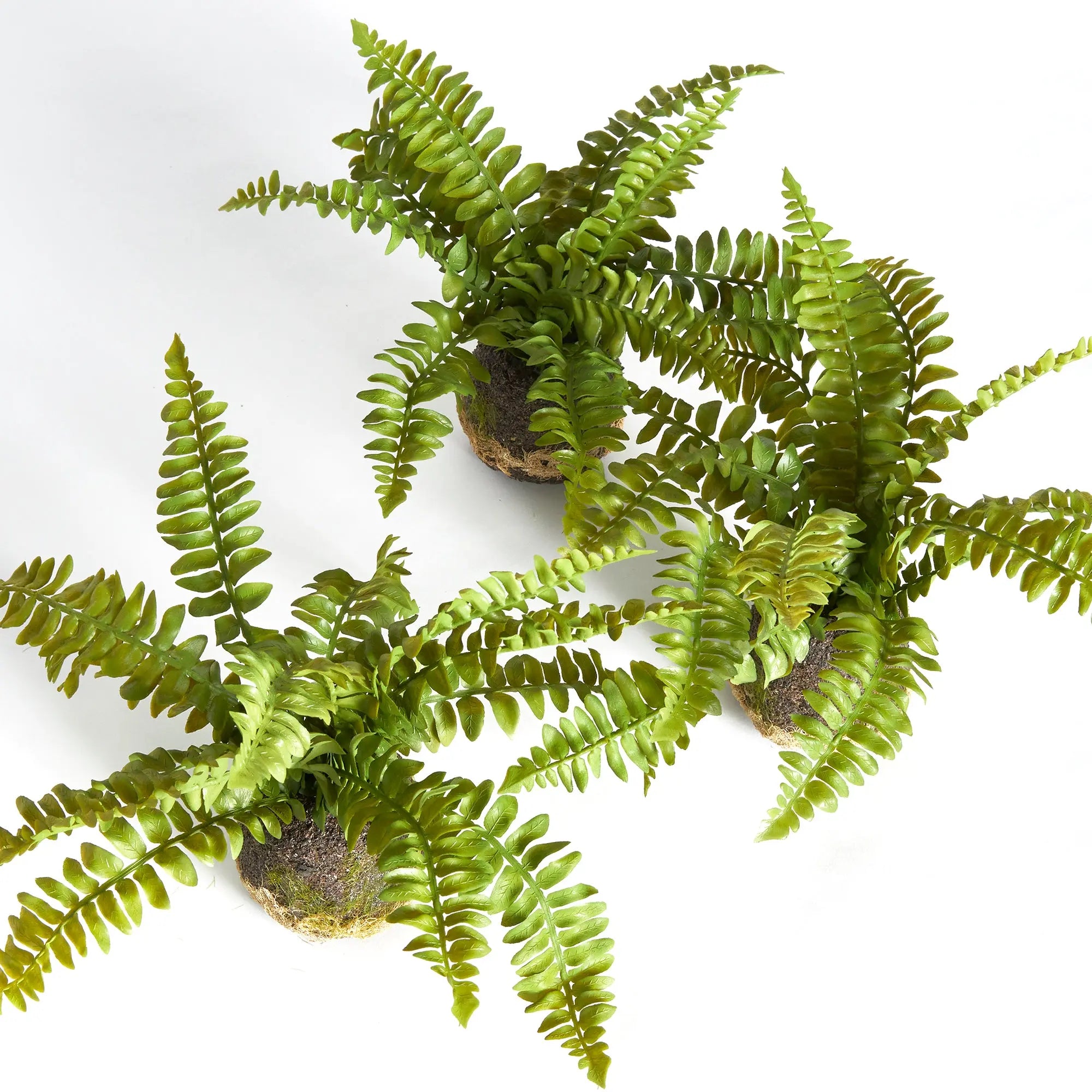 BOSTON FERN DROP-INS, SET OF 3 Villa Decor & Design