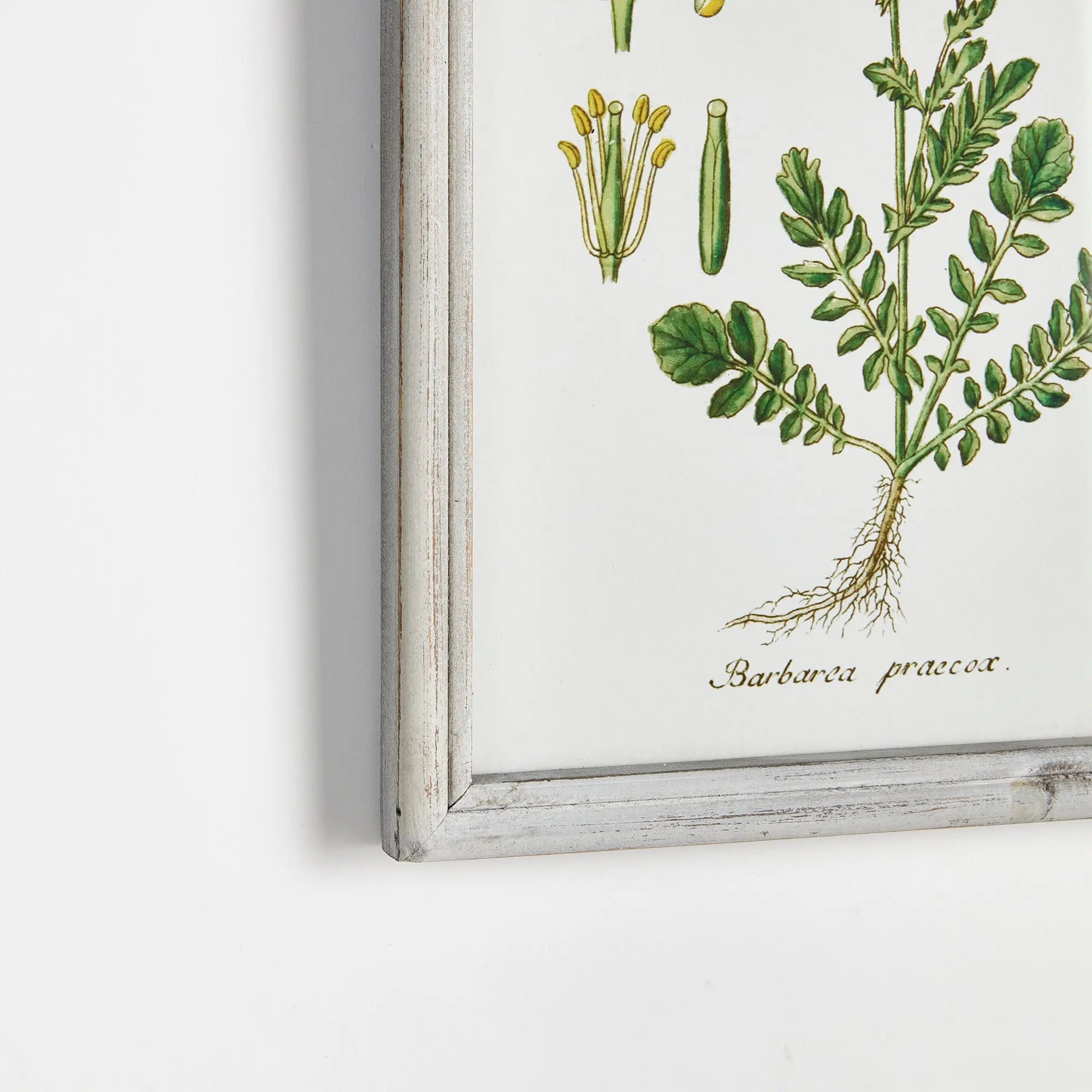 PERENNIAL BOTANICAL STUDY, SET OF 6 Villa Decor & Design