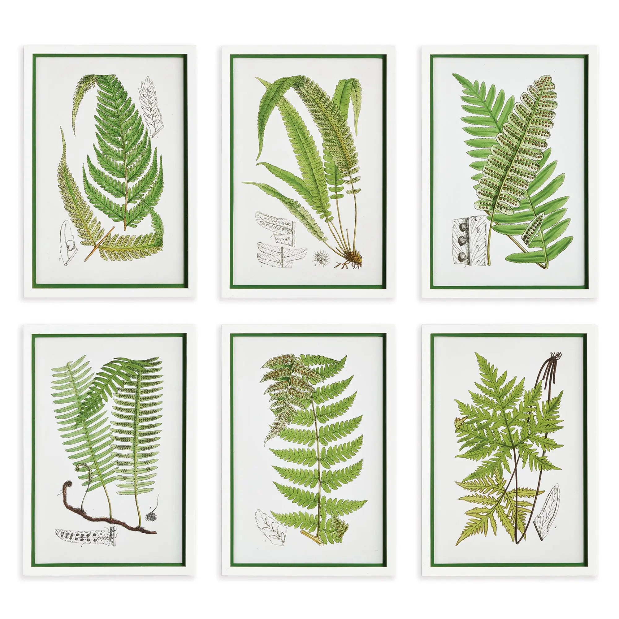 LAYERED FERN PRINTS, SET OF 6 Villa Decor & Design