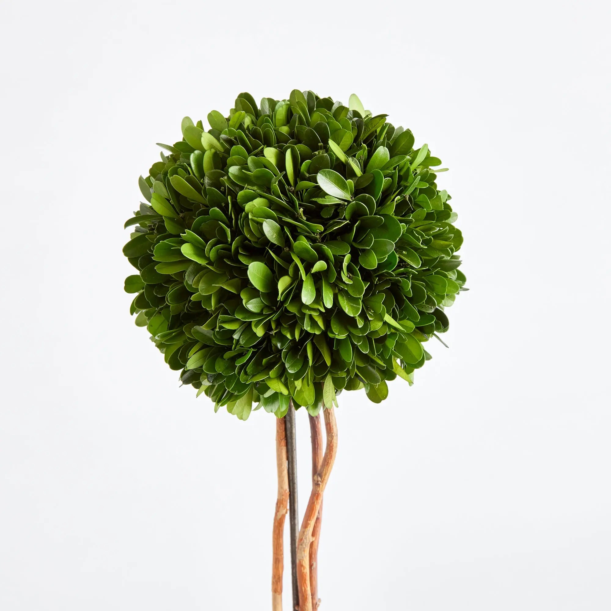 BOXWOOD SINGLE SPHERE TOPIARY DROP-IN 24" Villa Decor & Design