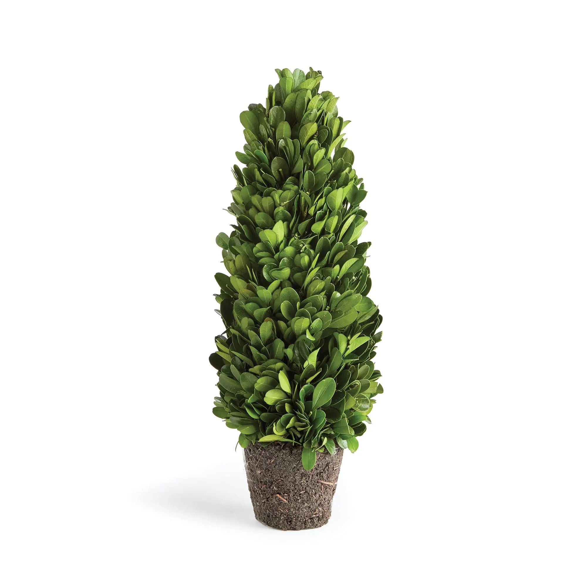 BOXWOOD CONE TOPIARY DROP-IN 12" Villa Decor & Design