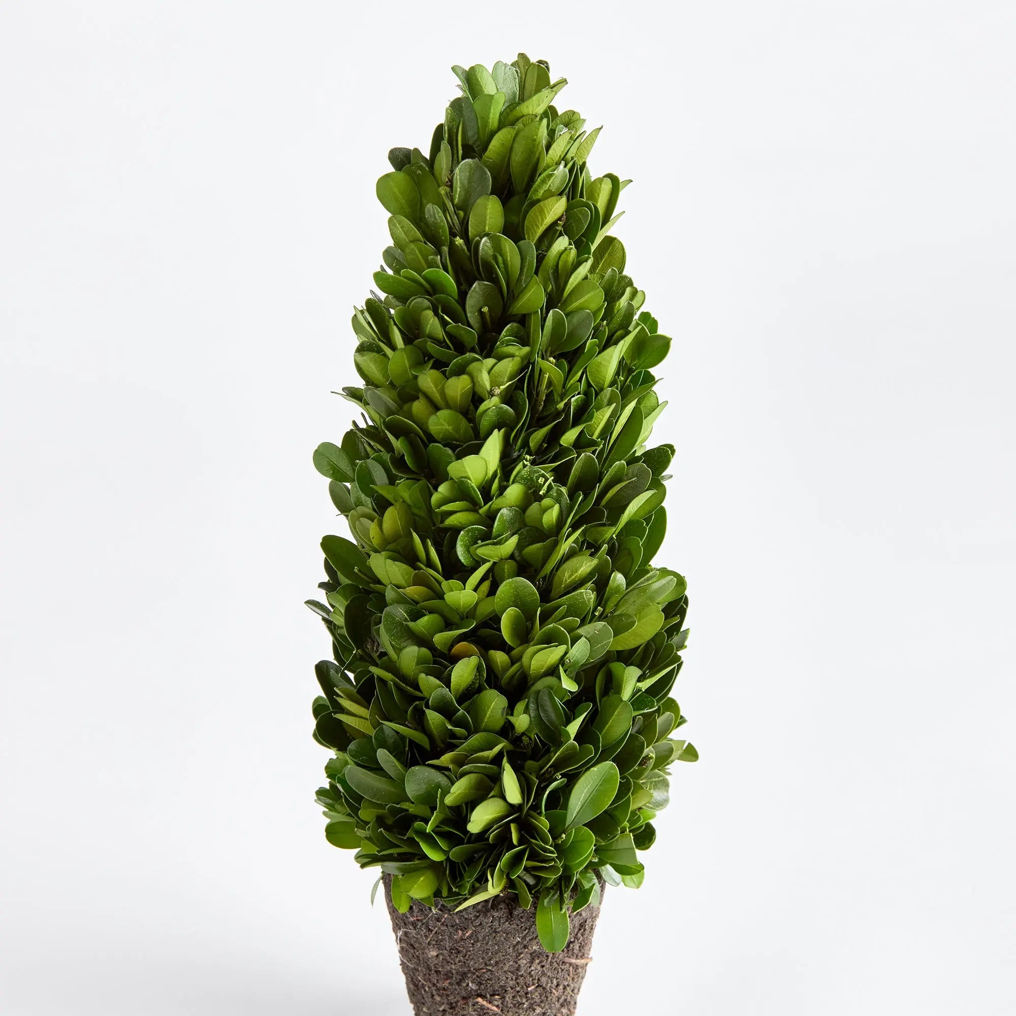 BOXWOOD CONE TOPIARY DROP-IN 12" Villa Decor & Design