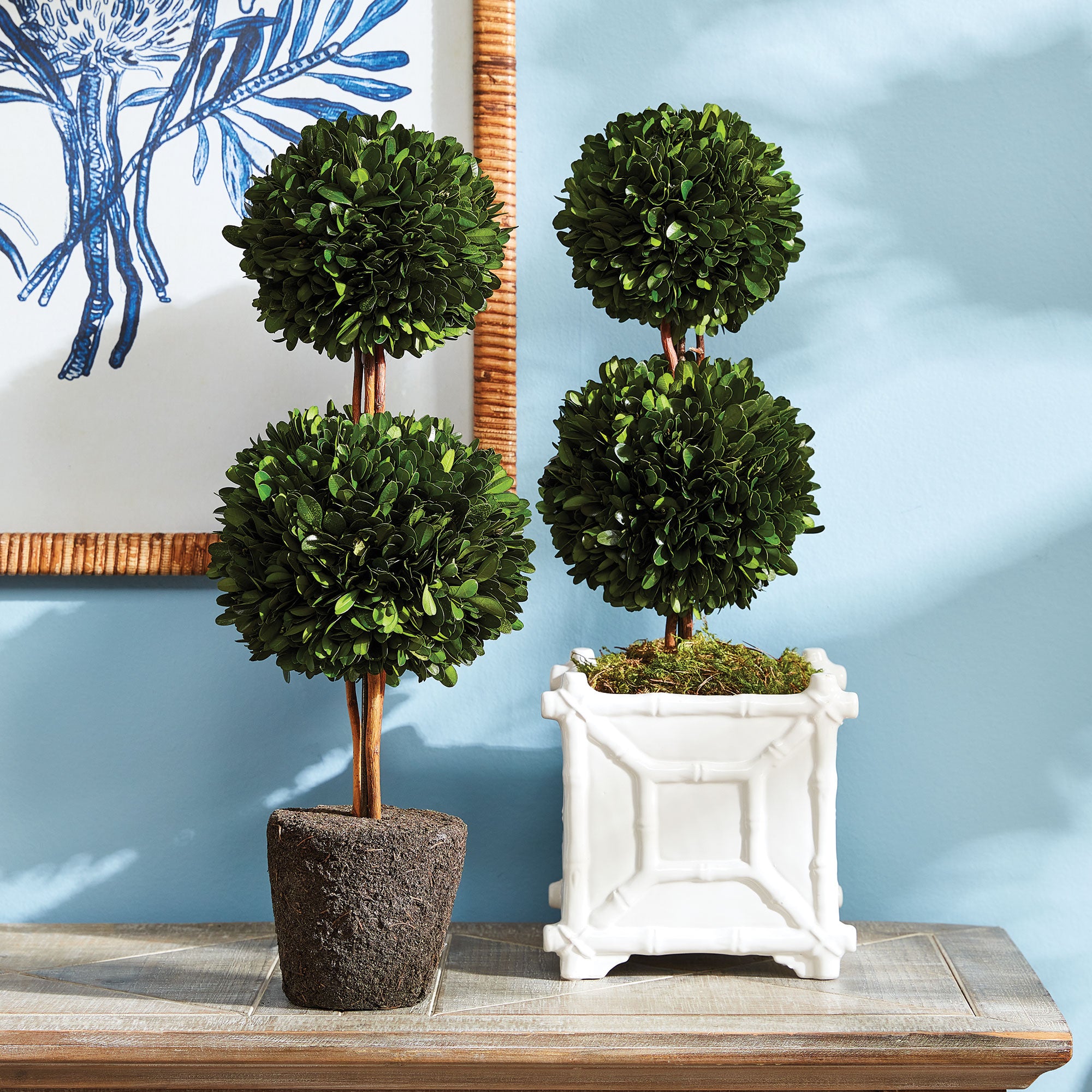 Boxwood Double Sphere Topiary DROP-IN 20"