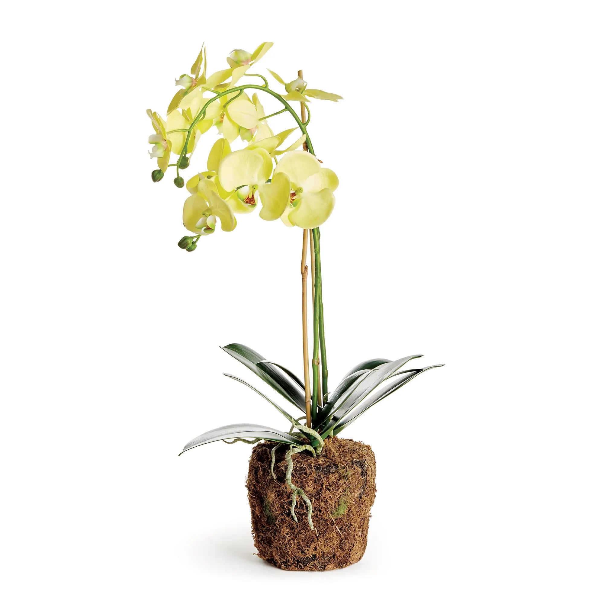 PHALAENOPSIS ORCHID DROP-IN 23" Villa Decor & Design