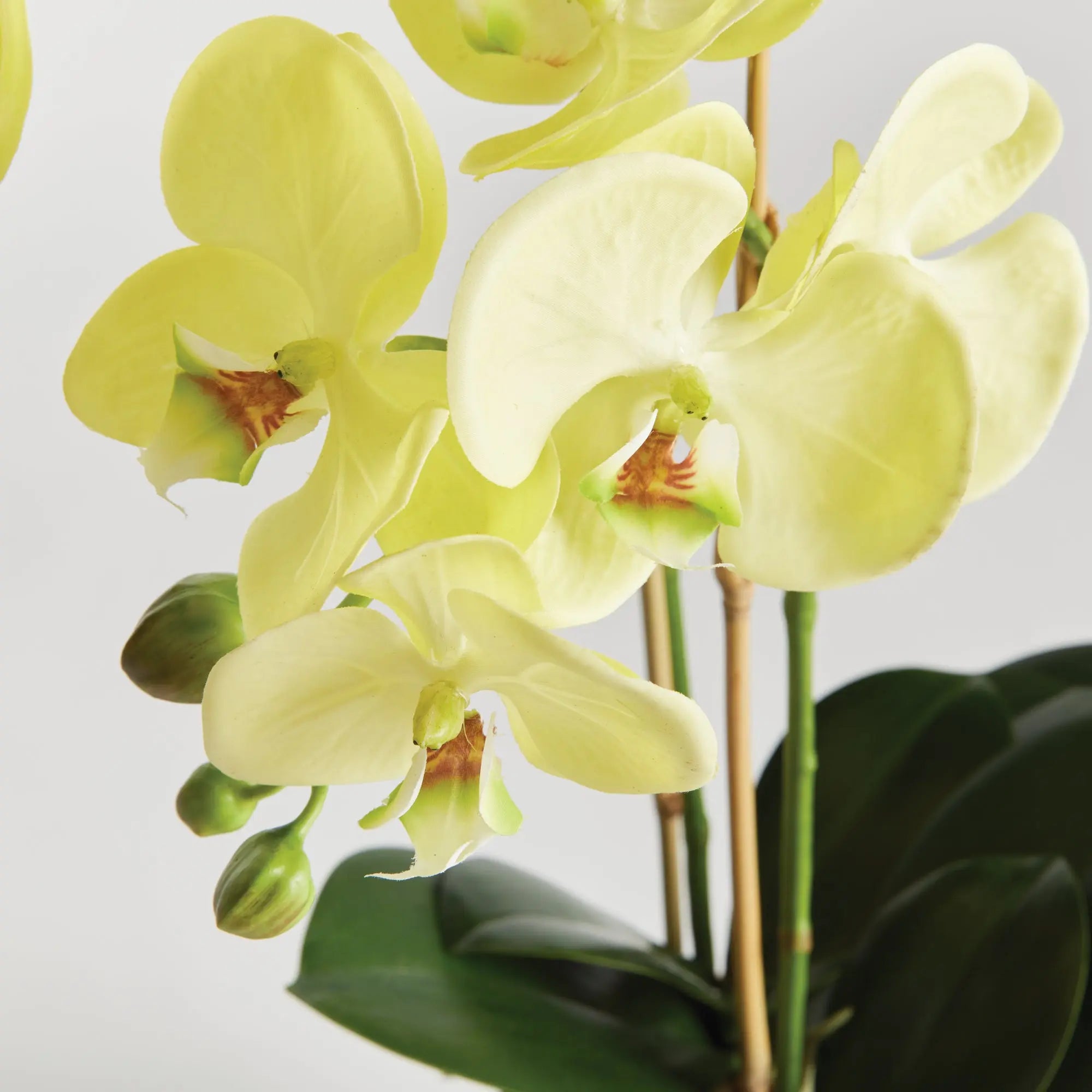 PHALAENOPSIS ORCHID DROP-IN 23" Villa Decor & Design