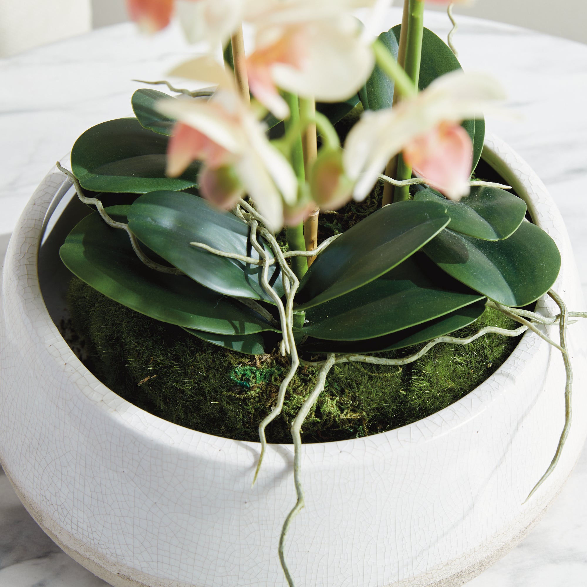 Phalaenopsis 16" MINI GARDEN DROP-IN